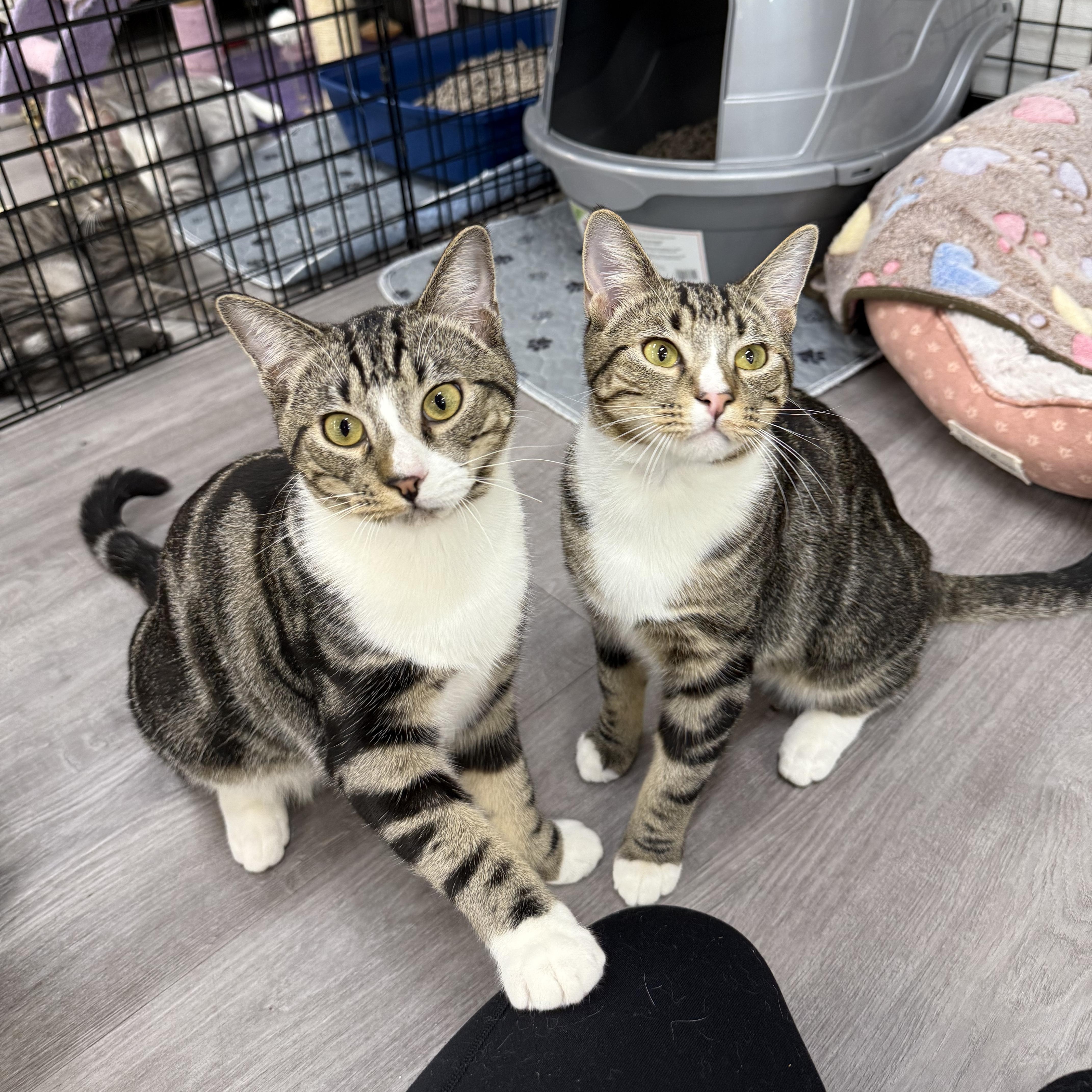 Fishbone & Banana Peel (bonded pair), a Adoptable Domestic Short Hair in Walnut Creek, CA image 2/6