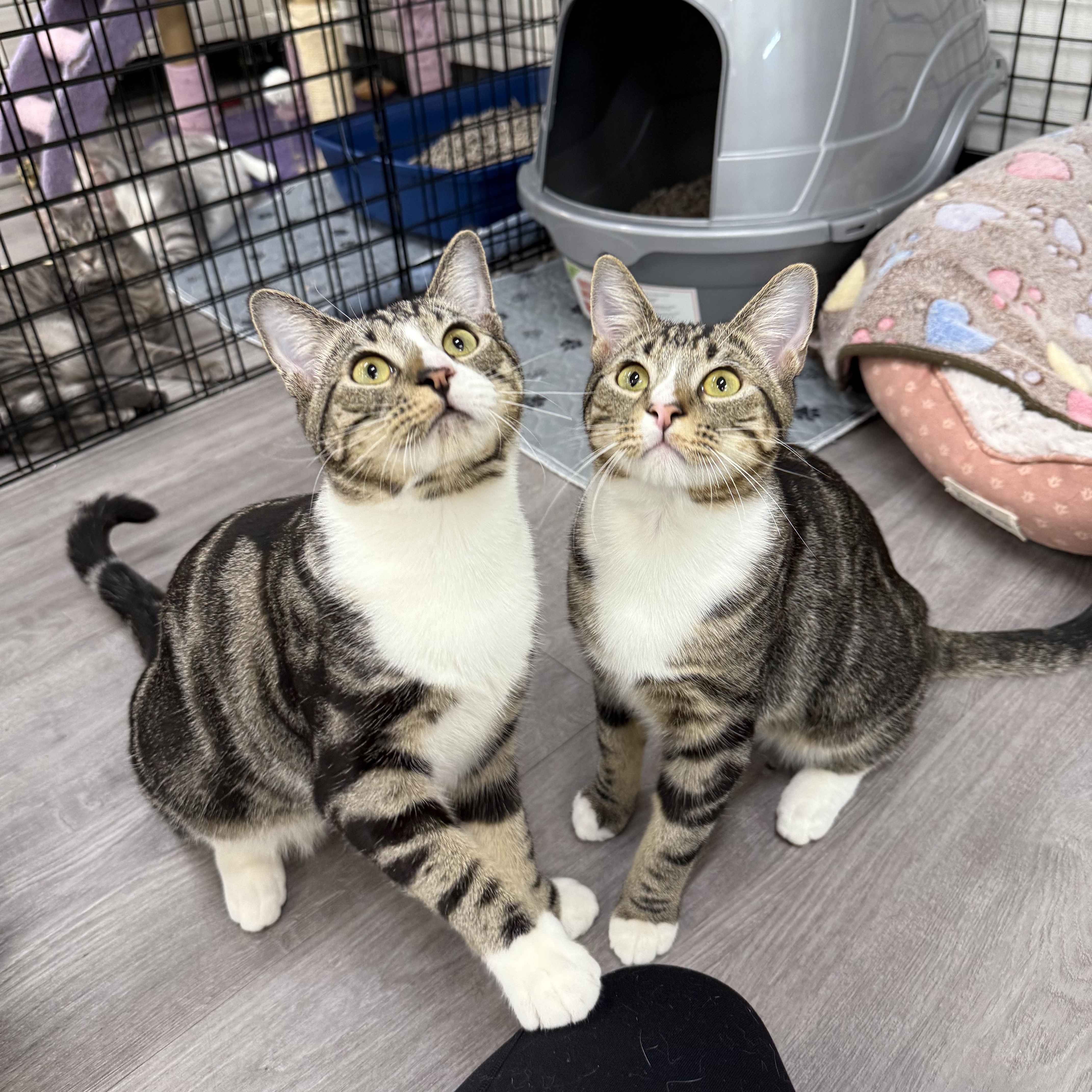 Fishbone & Banana Peel (bonded pair), a Adoptable Domestic Short Hair in Walnut Creek, CA image 1/6