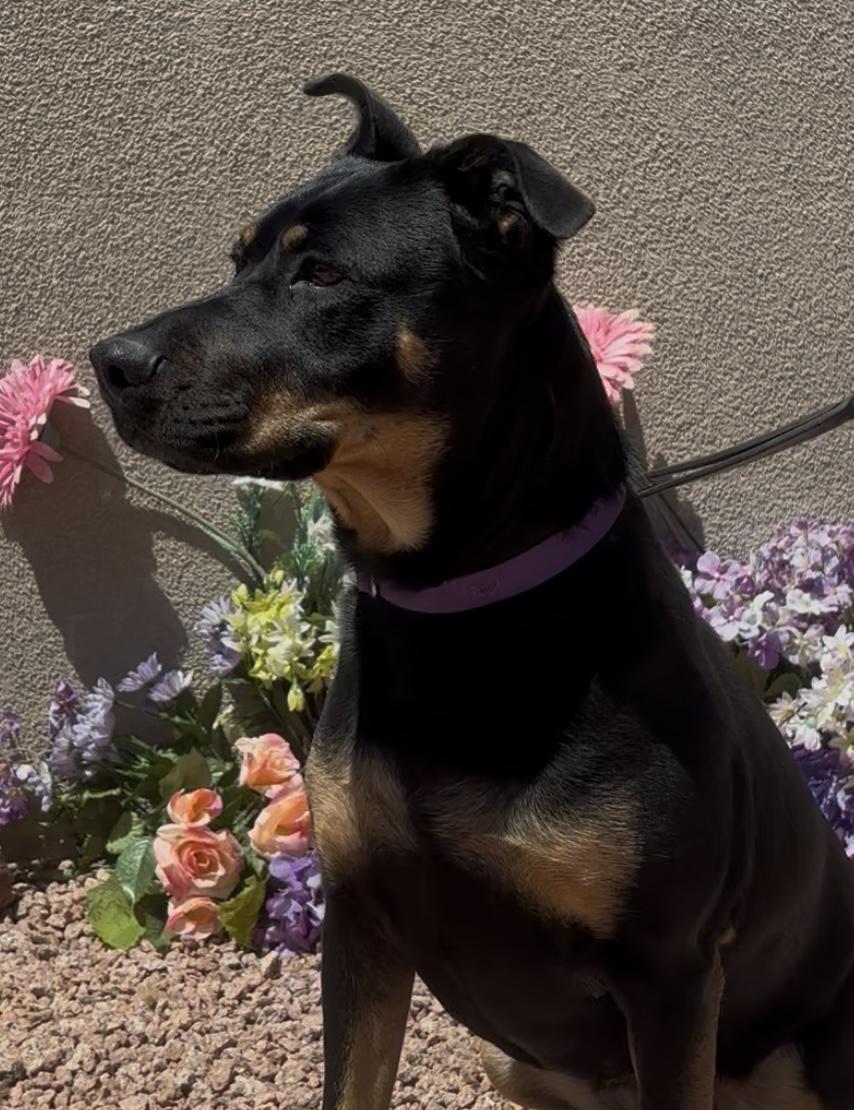 Kuma, a ADOPTABLE mixed breed in Payson, AZ image 2/3
