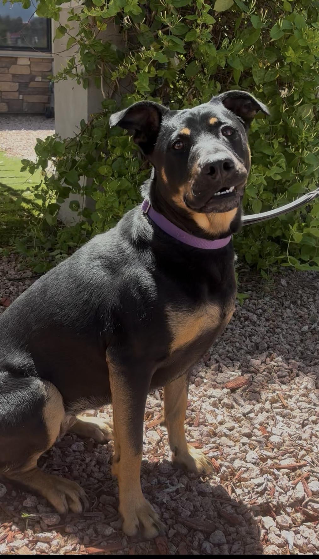 Kuma, a ADOPTABLE mixed breed in Payson, AZ image 3/3
