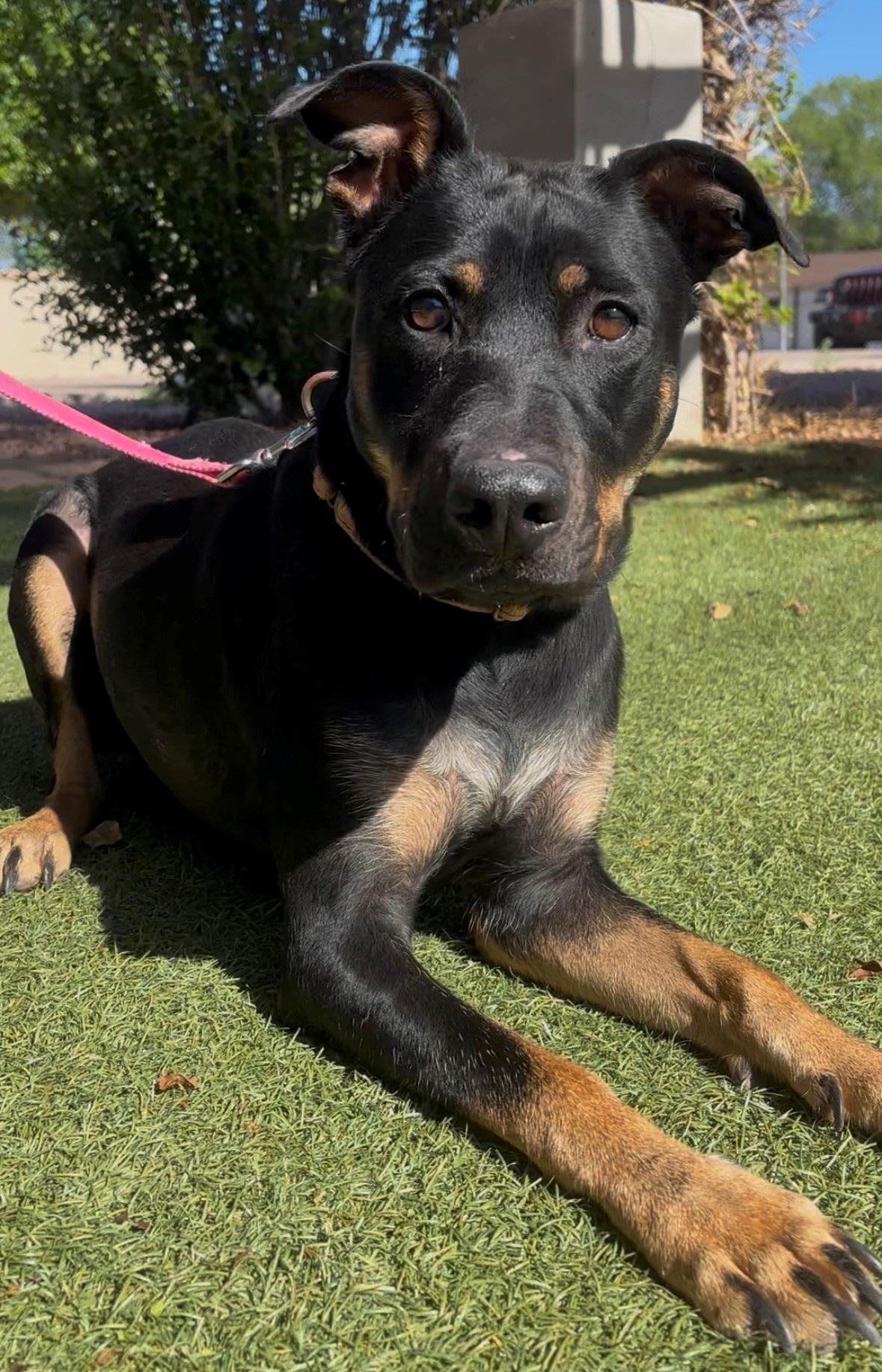 Kuma, ADOPTABLE, Adult Female Australian Shepherd & Hound.