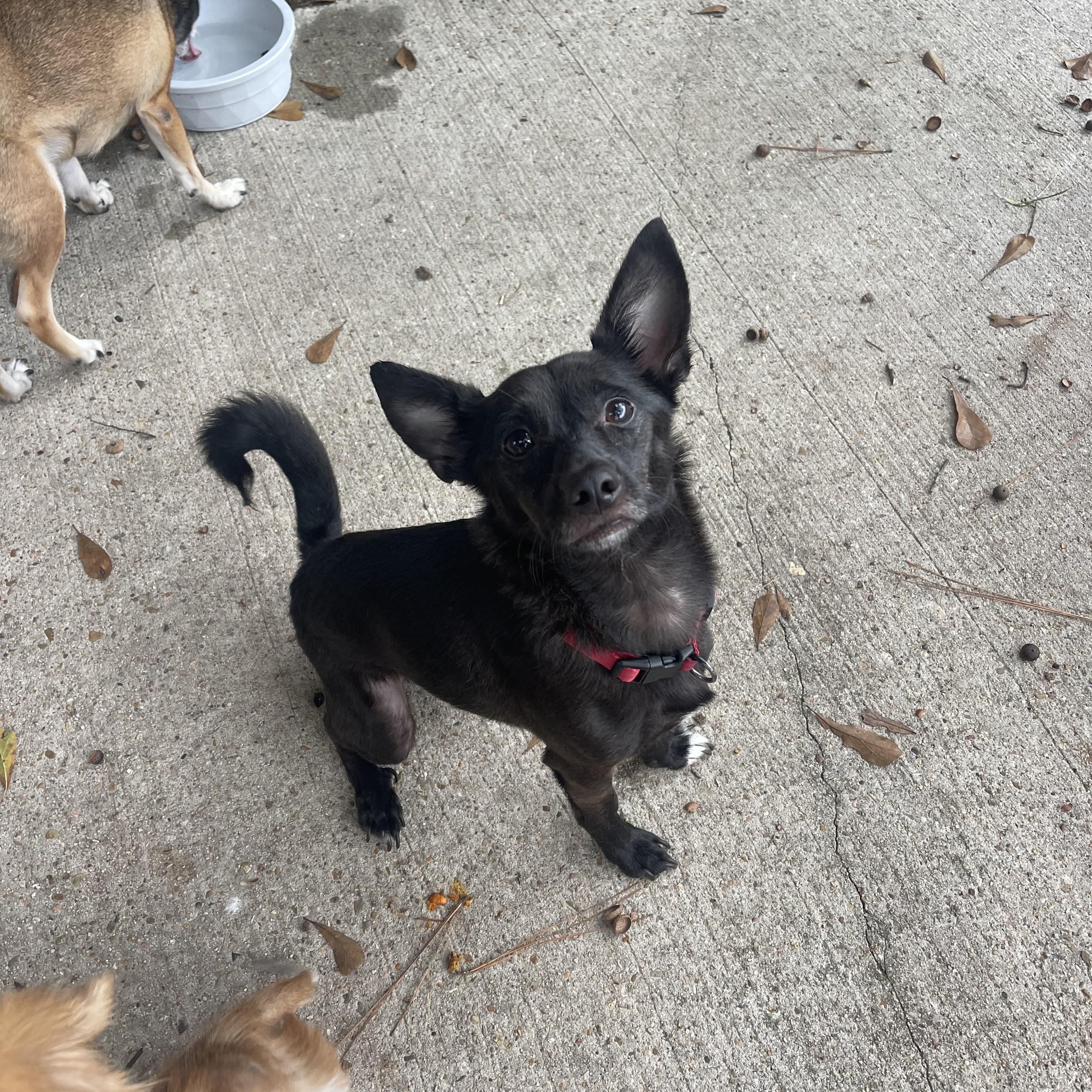 Coco, Adoptable, Adult Male Chihuahua.