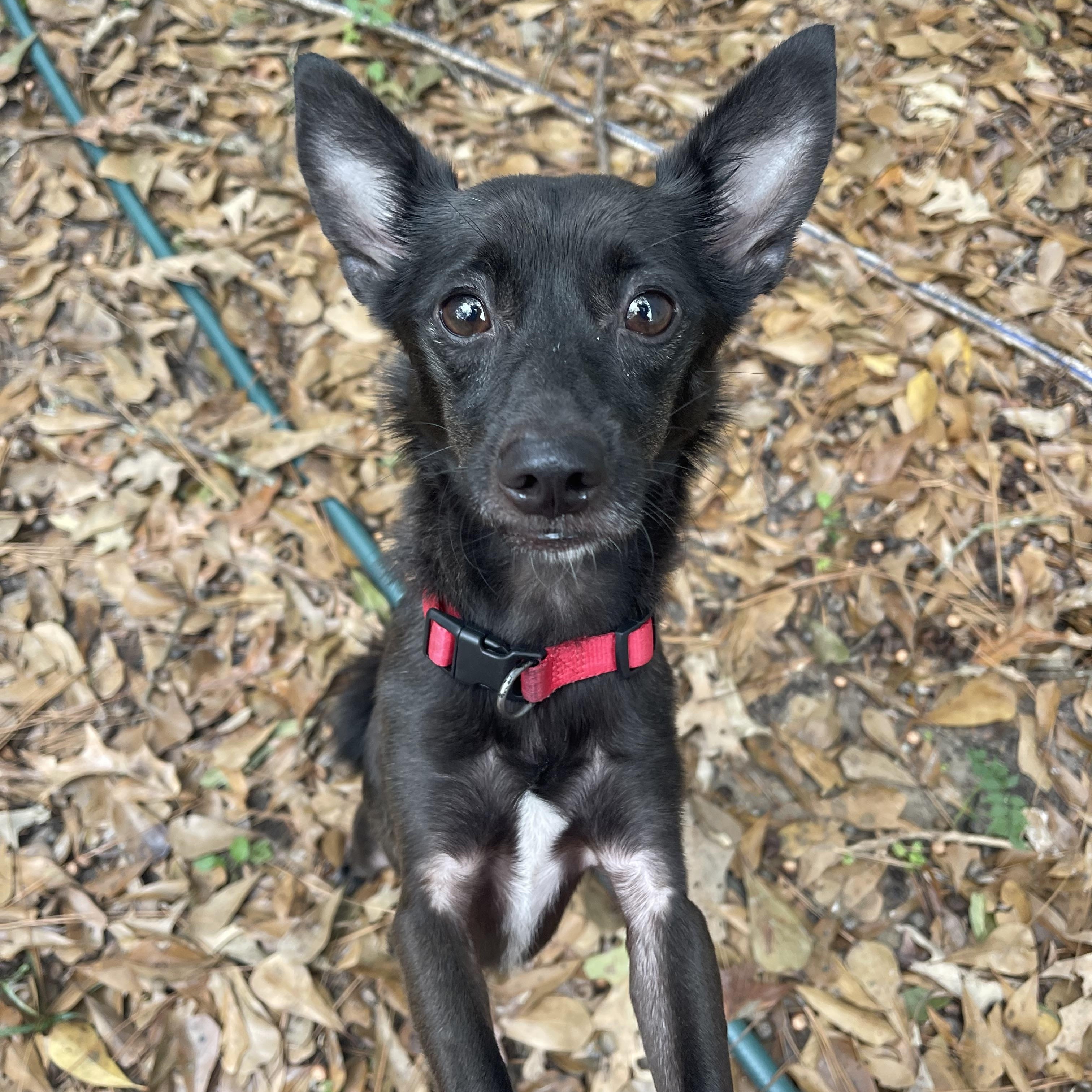 Coco, a Adoptable mixed breed in Baton Rouge, LA image 2/6
