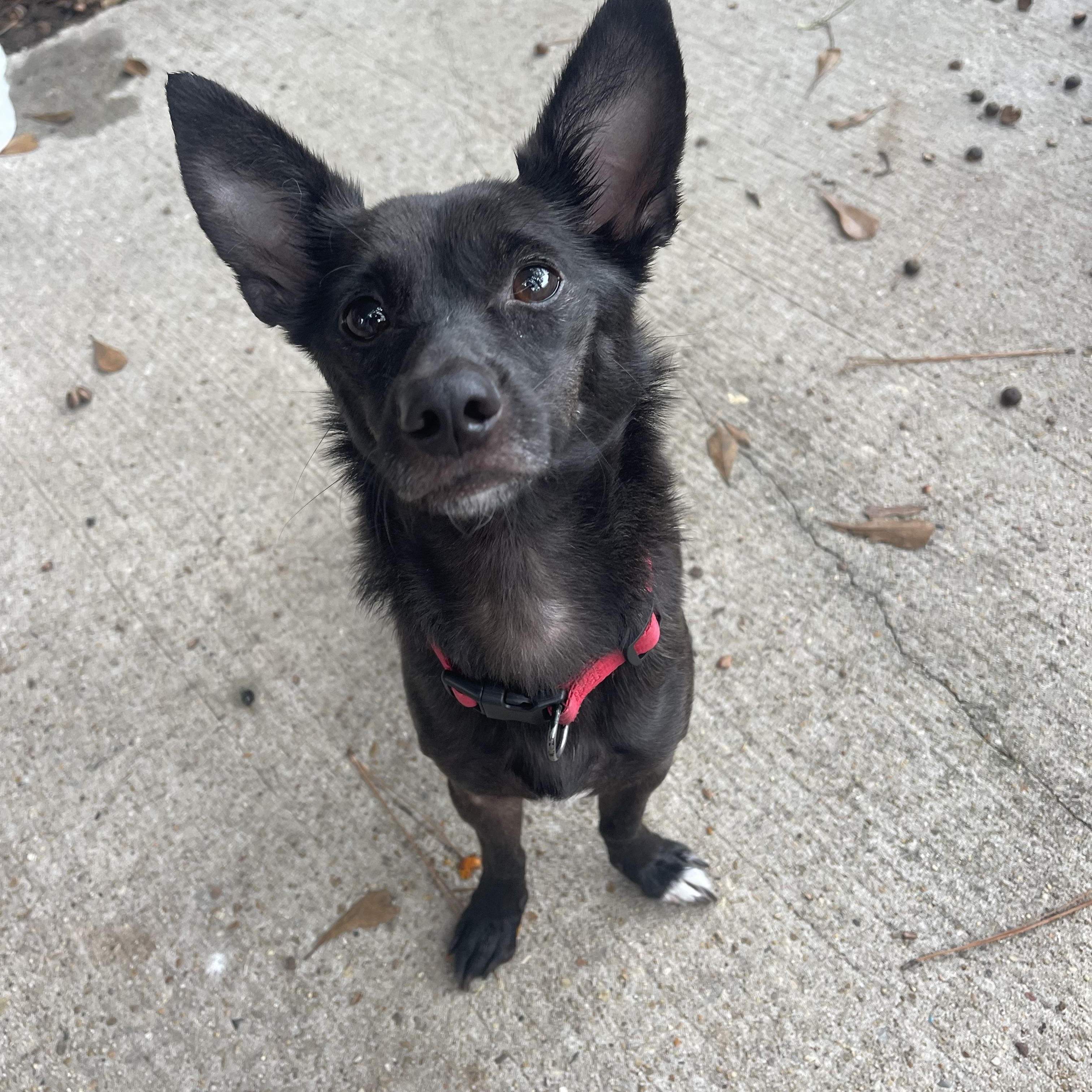 Coco, a Adoptable mixed breed in Baton Rouge, LA image 3/6