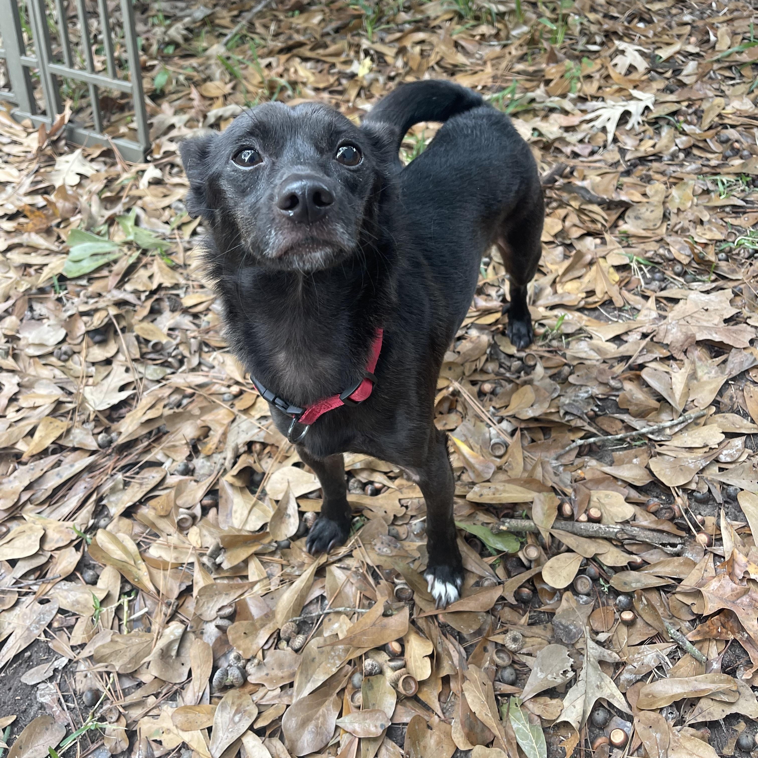 Coco, a Adoptable mixed breed in Baton Rouge, LA image 4/6