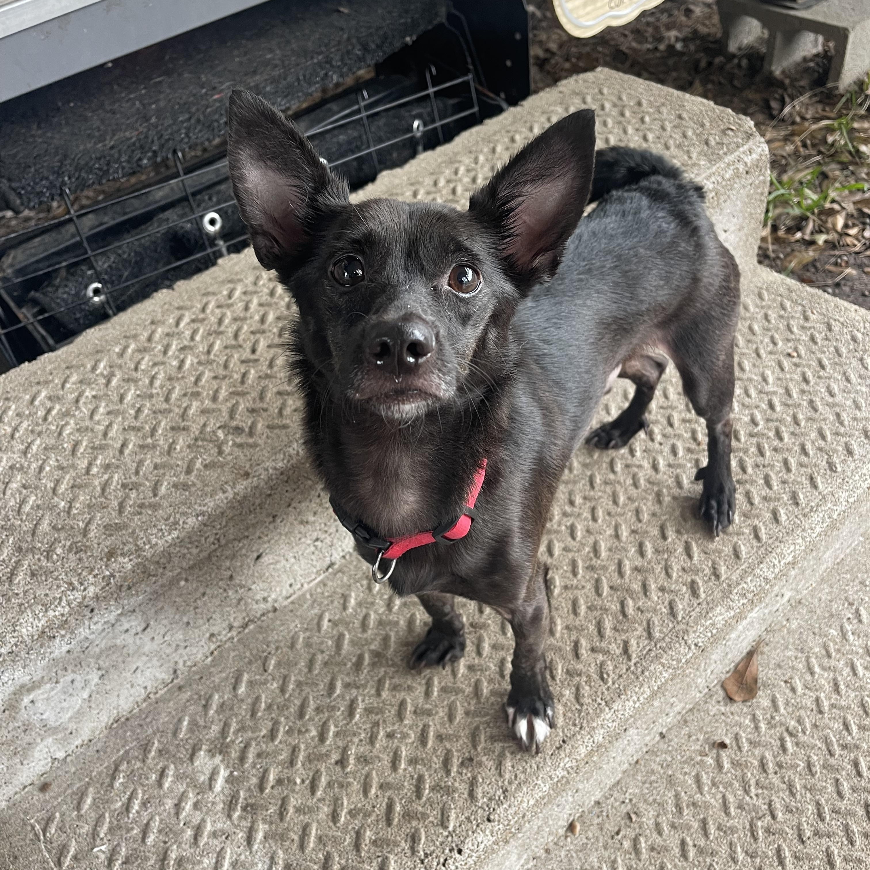 Coco, a Adoptable mixed breed in Baton Rouge, LA image 5/6