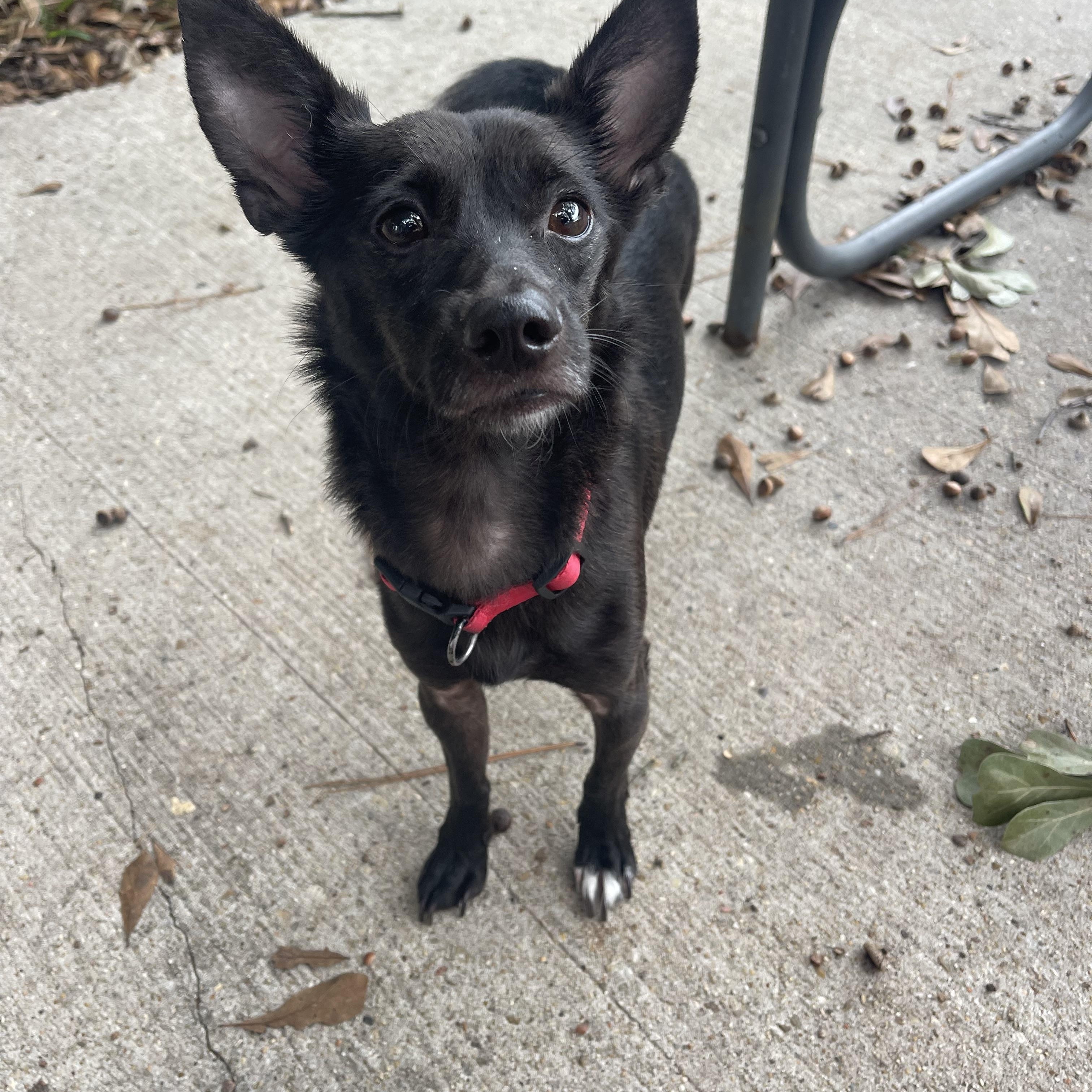 Coco, a Adoptable mixed breed in Baton Rouge, LA image 6/6
