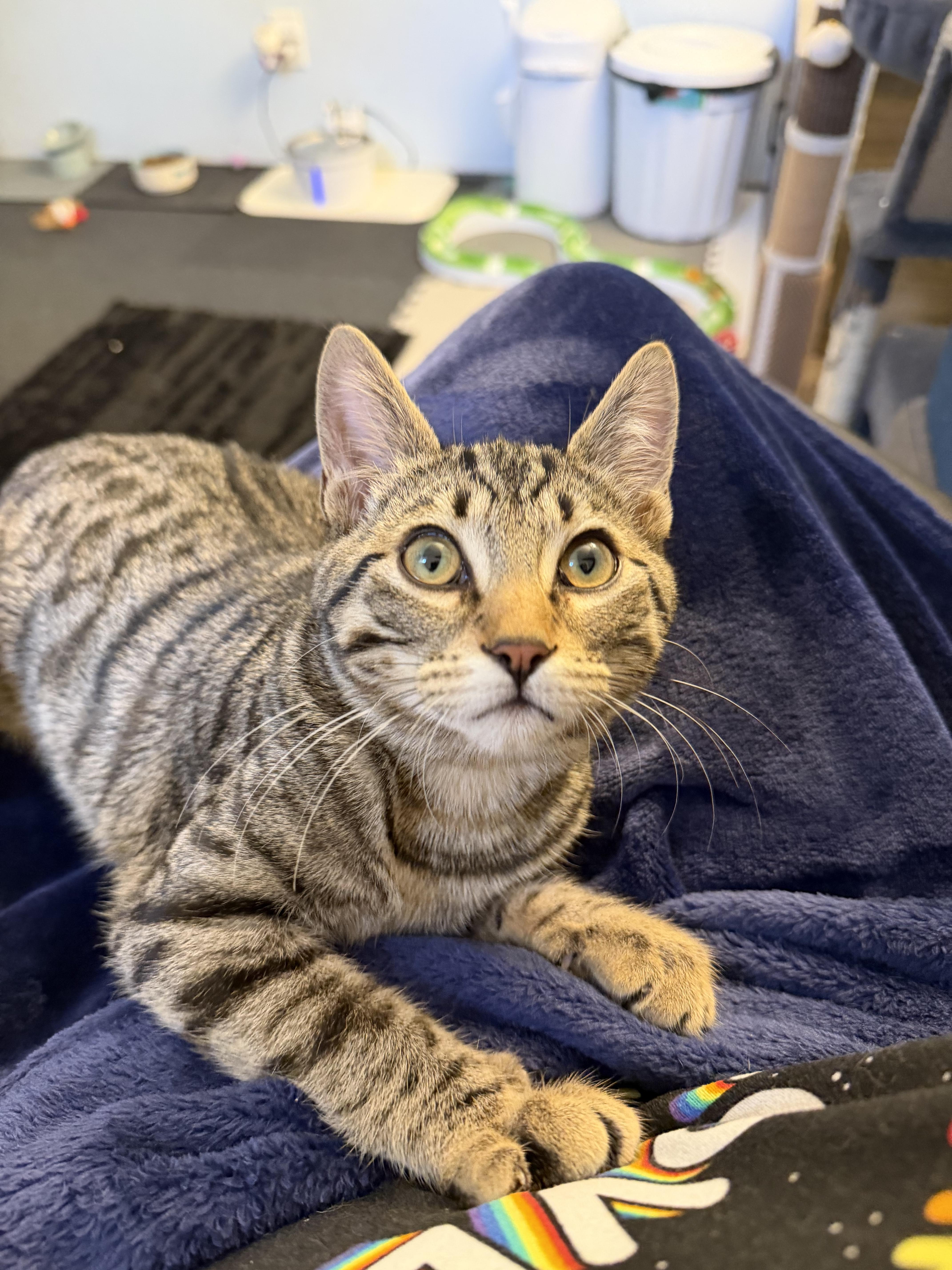 Enlarge Cricket, a Adoptable mixed breed in Kamloops, BC image 1/6