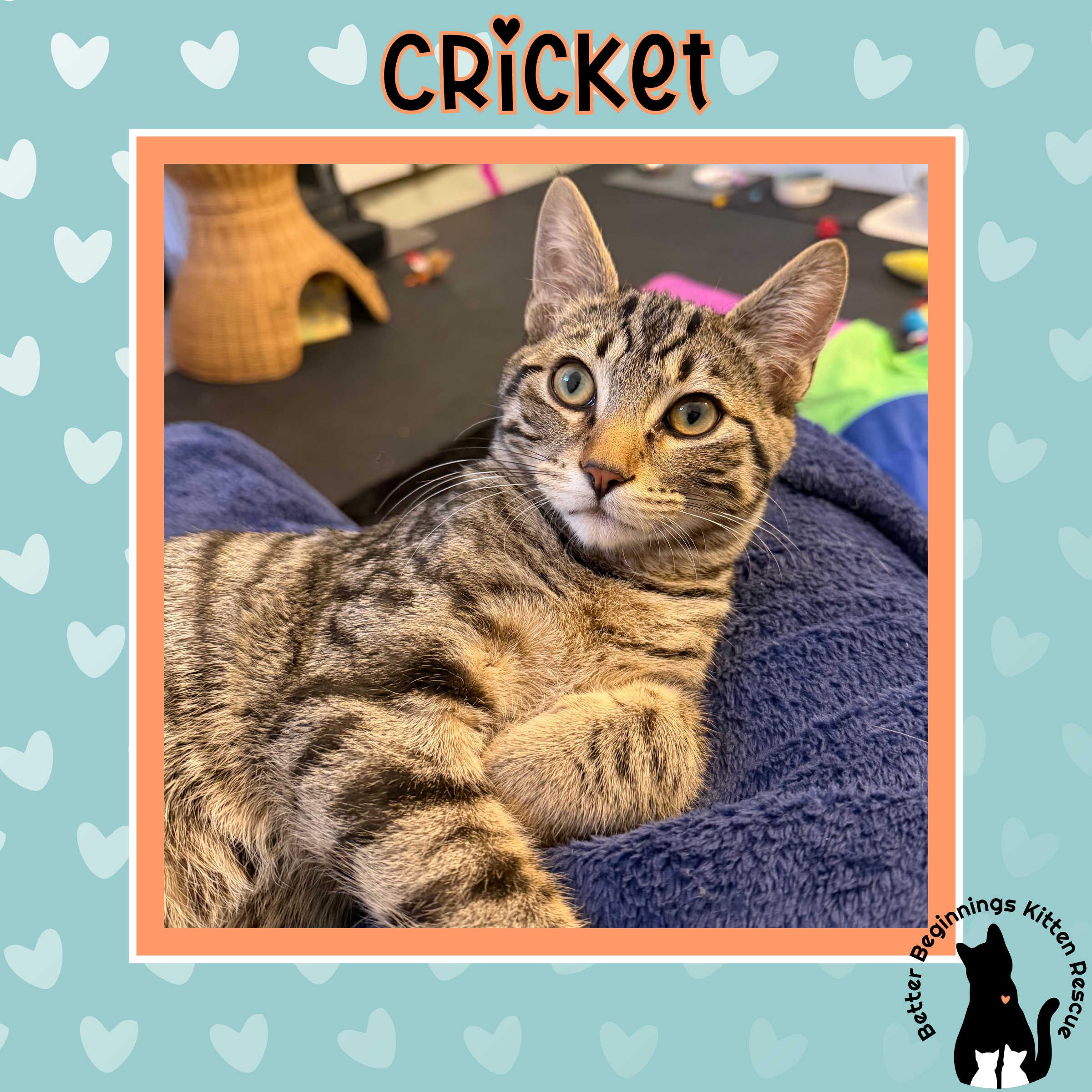 Enlarge Cricket, a Adoptable mixed breed in Kamloops, BC image 2/6