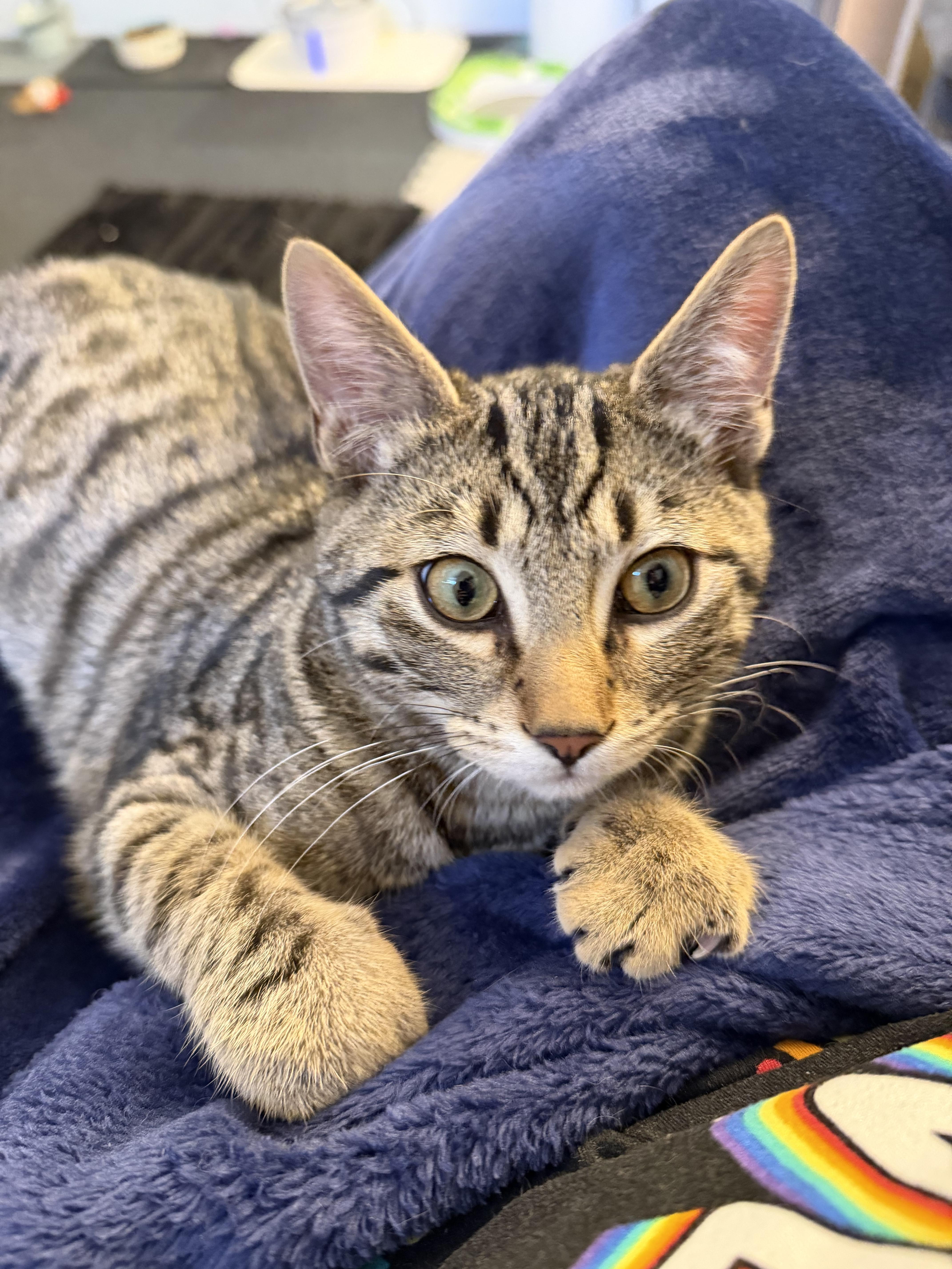 Enlarge Cricket, a Adoptable mixed breed in Kamloops, BC image 3/6