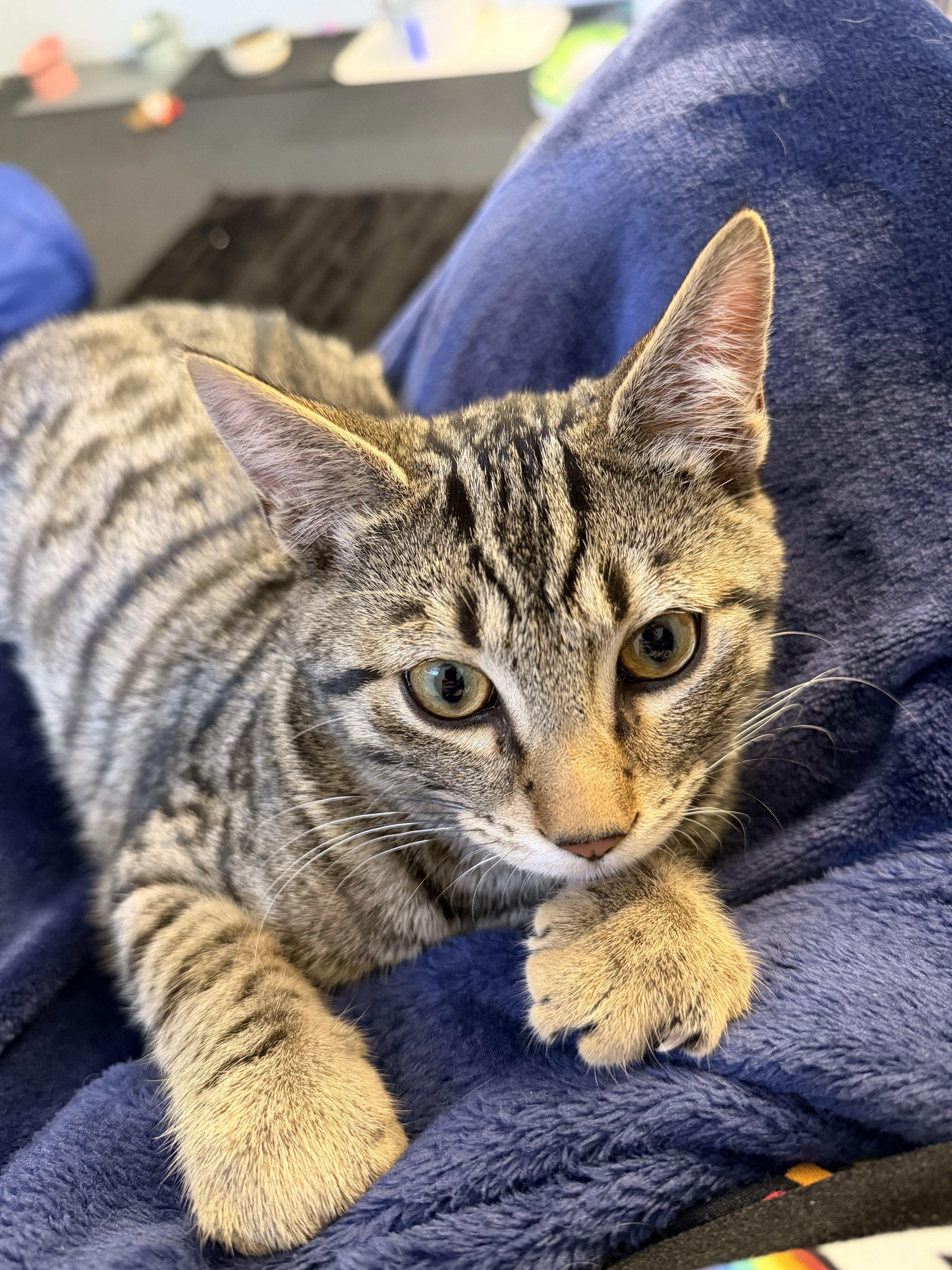 Enlarge Cricket, a Adoptable mixed breed in Kamloops, BC image 6/6