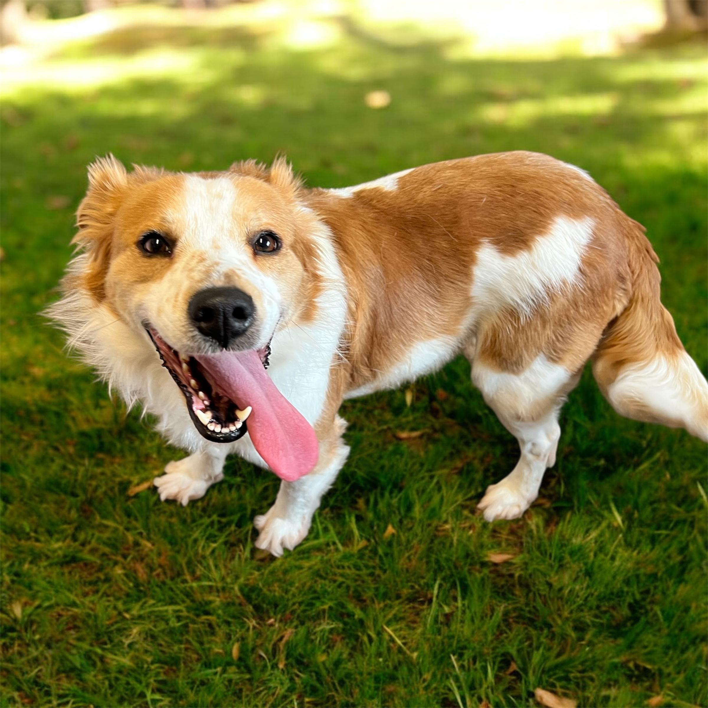 Enlarge Jimmy, an adopted mixed breed in Horn Lake, MS image 3/6