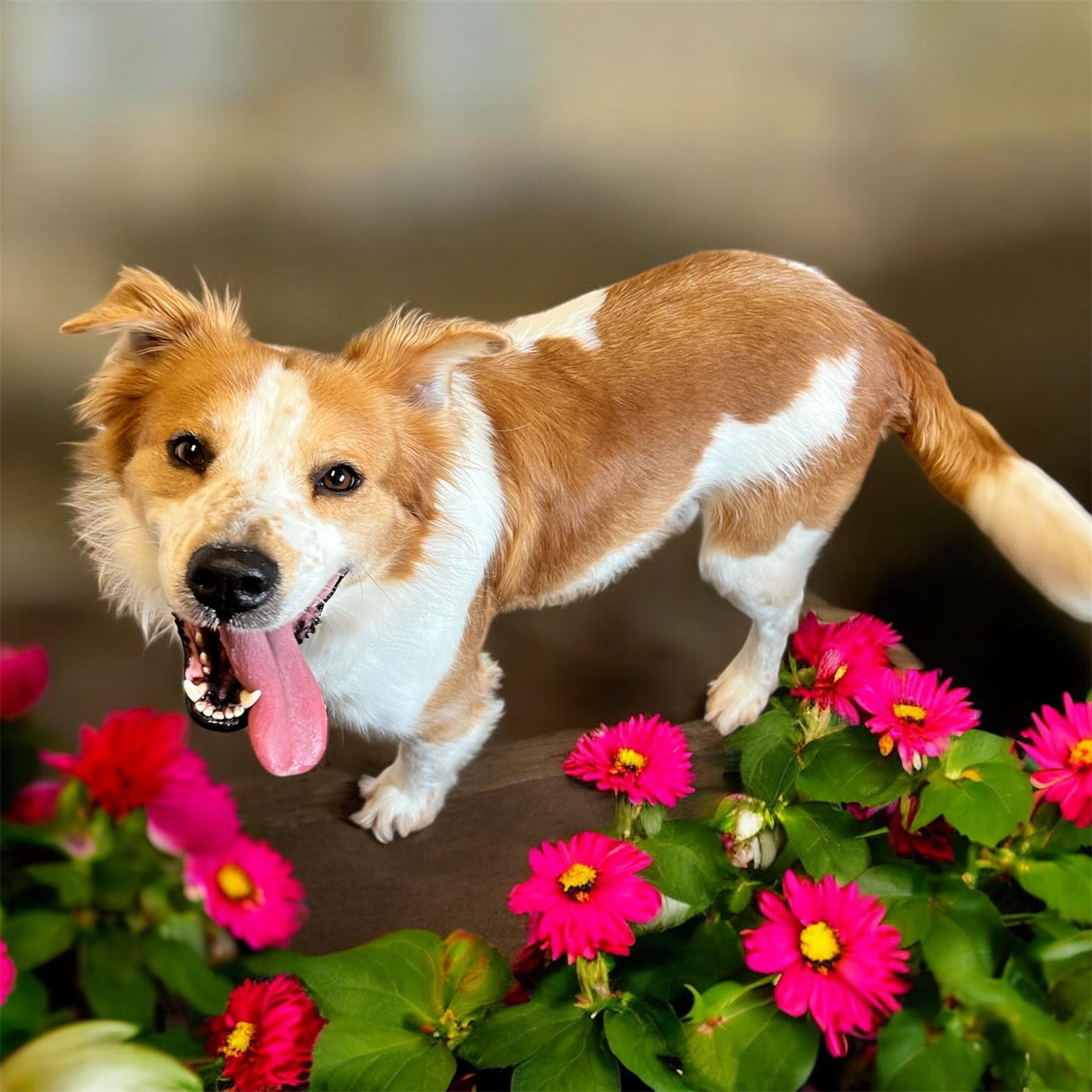Enlarge Jimmy, an adopted mixed breed in Horn Lake, MS image 1/6