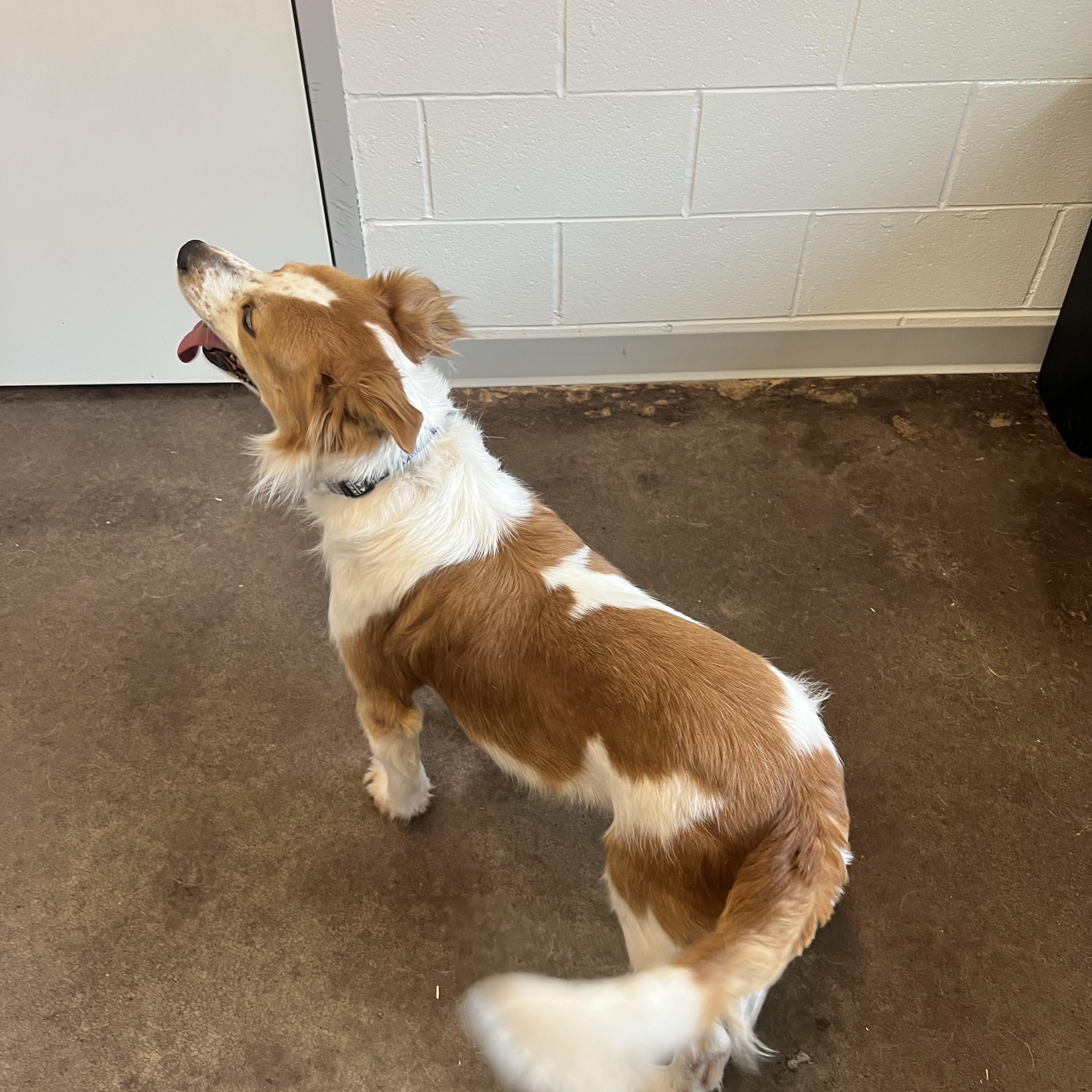 Enlarge Jimmy, an adopted mixed breed in Horn Lake, MS image 4/6