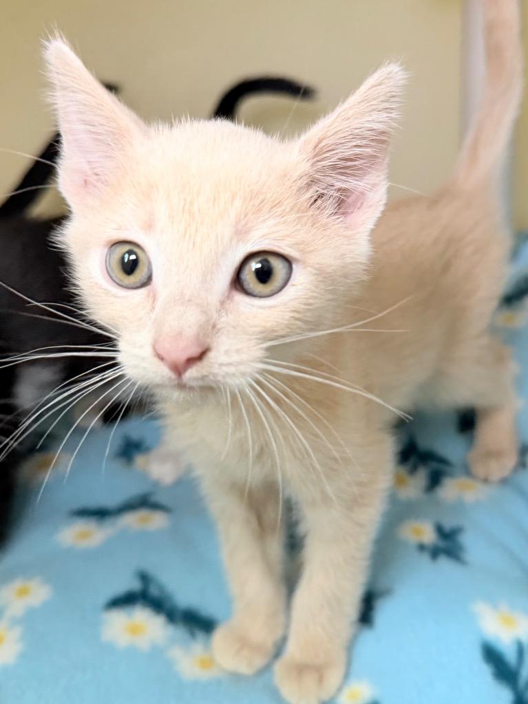 Eraser, Adoptable, Kitten Male Domestic Short Hair.