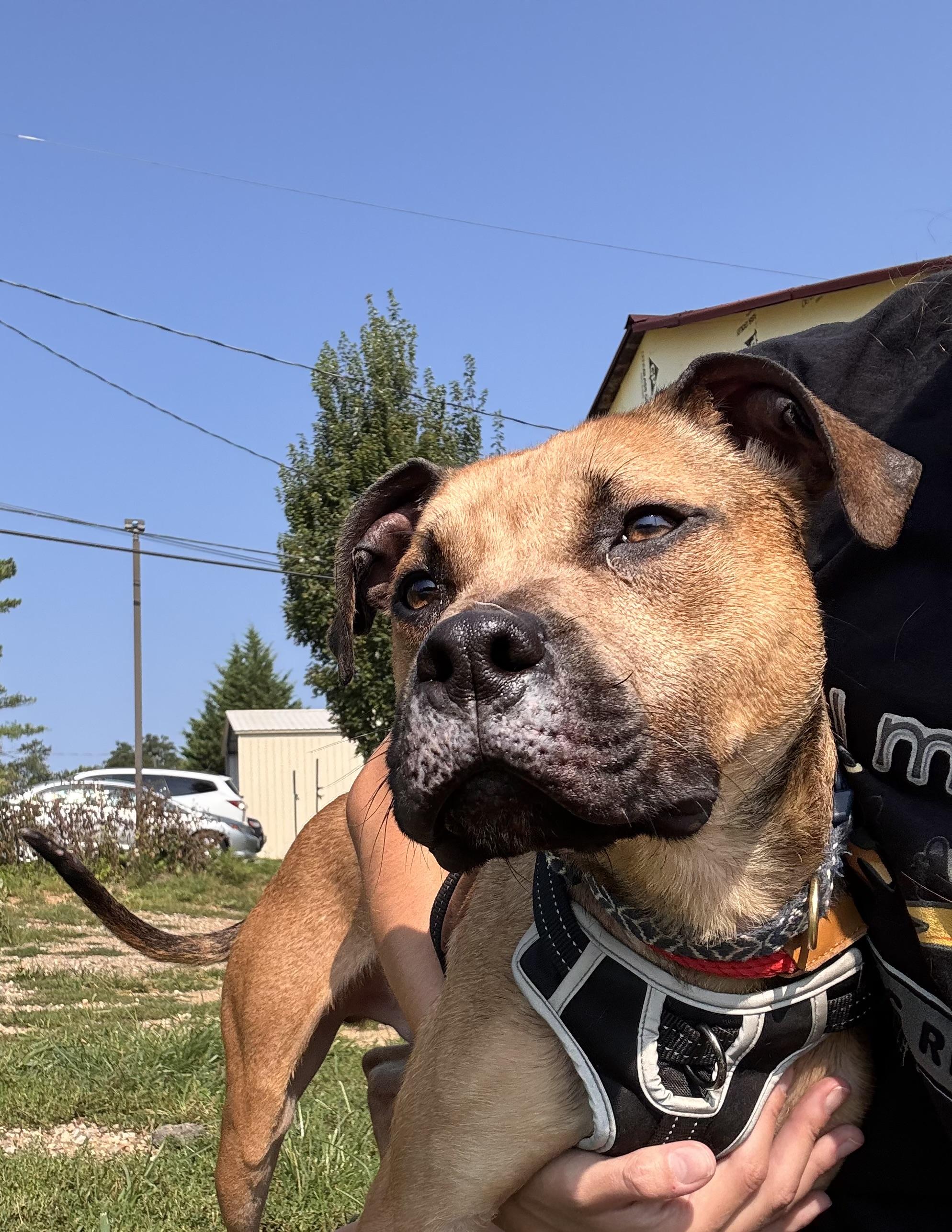 Enlarge Alpha, an adopted mixed breed in Ellicott City, MD image 2/2