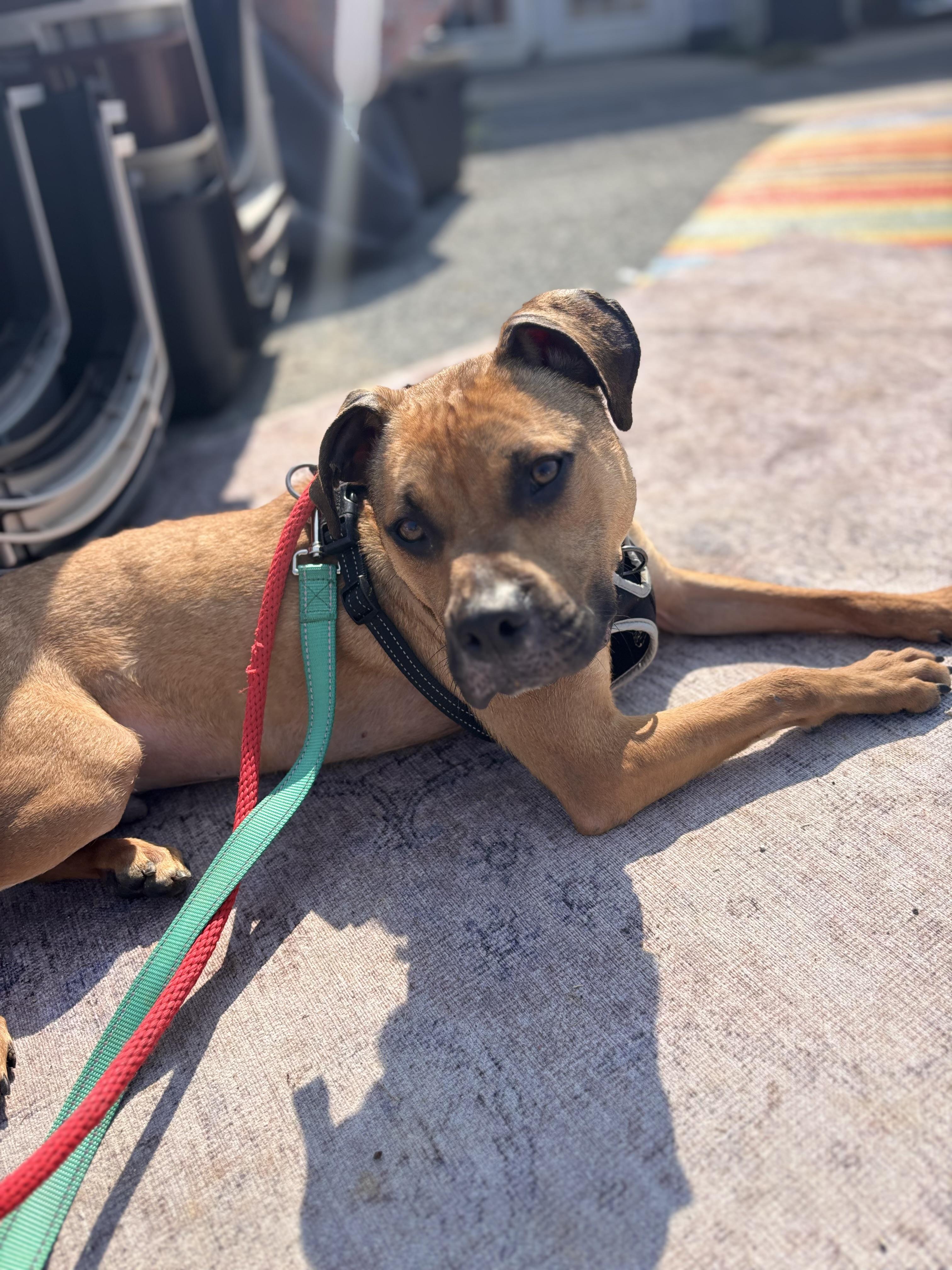 Alpha, adopted, Young Male Mixed Breed.
