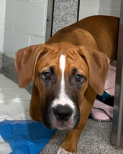 Kayak, Adoptable, Puppy Female Labrador Retriever & Mixed Breed.
