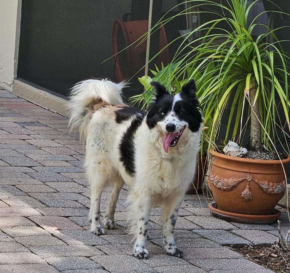 Ella, a Adoptable mixed breed in Bradenton, FL image 1/3