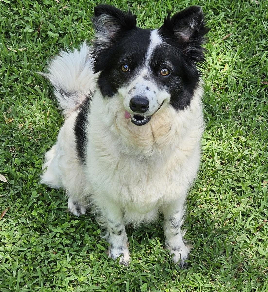 Ella, a Adoptable mixed breed in Bradenton, FL image 2/3