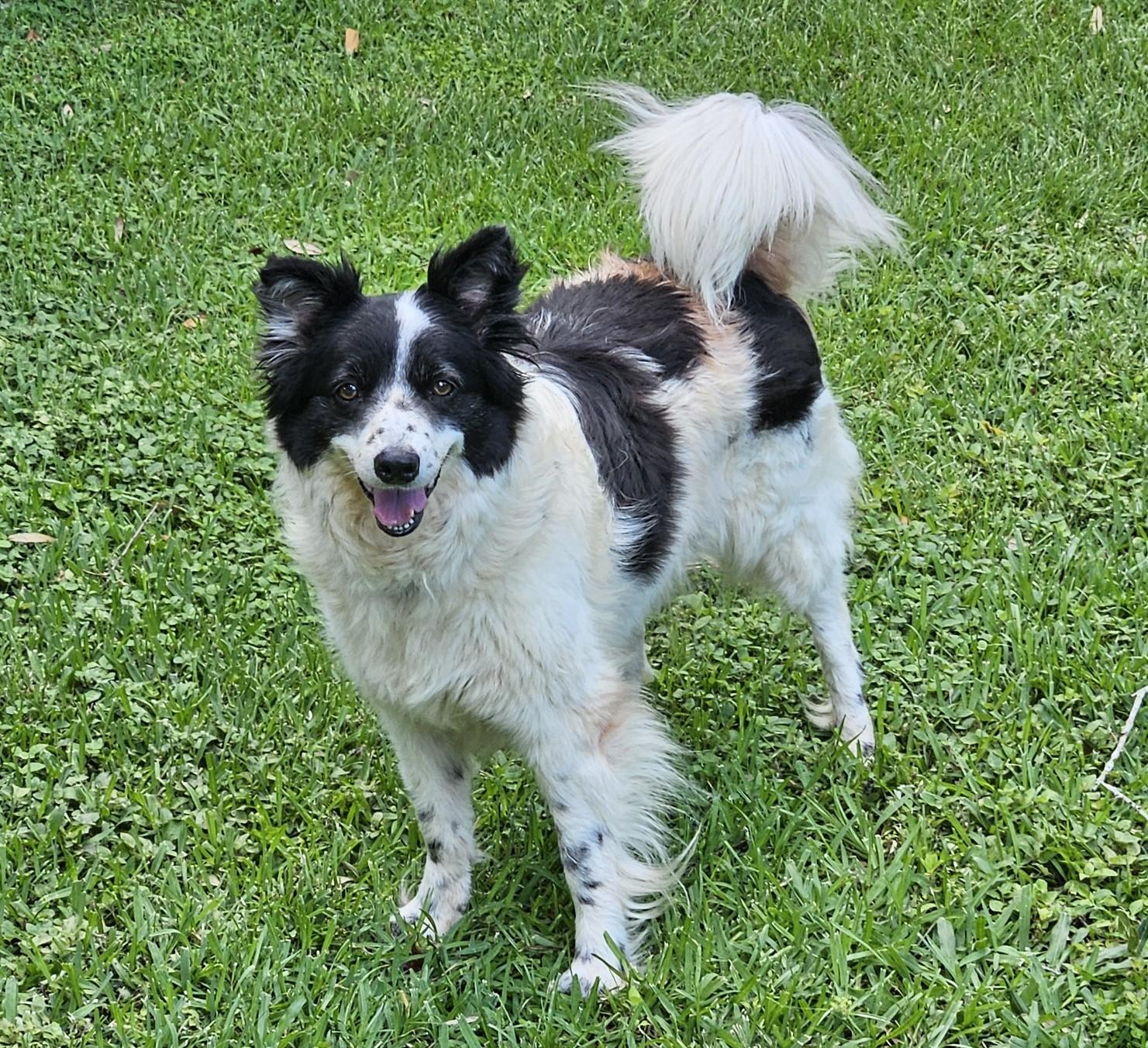 Ella, a Adoptable mixed breed in Bradenton, FL image 3/3