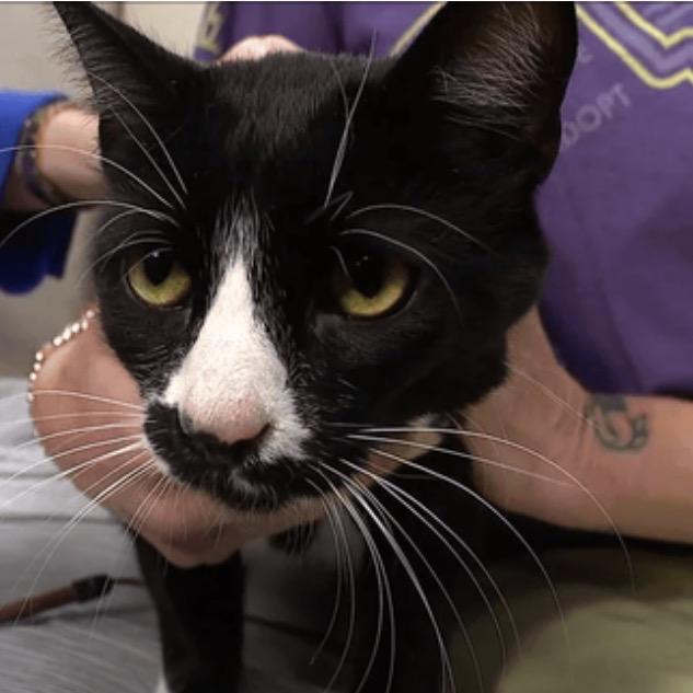 Mr. Smee, Adoptable, Adult Male Domestic Short Hair.