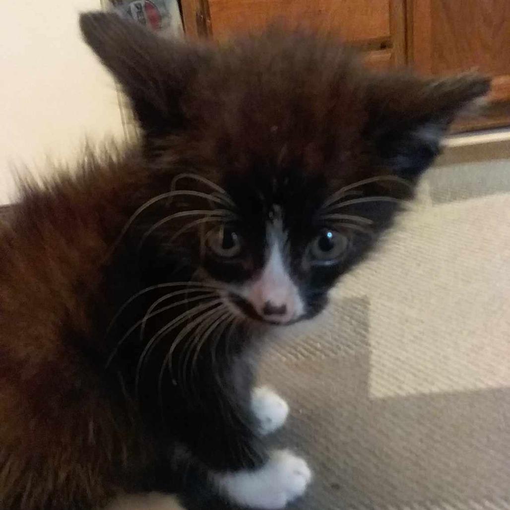 Enlarge Mr. Smee, a Adoptable Domestic Short Hair in Brevard, NC image 2/3