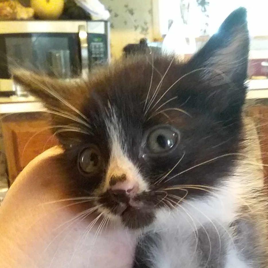 Mr. Smee, a Adoptable Domestic Short Hair in Brevard, NC image 3/3