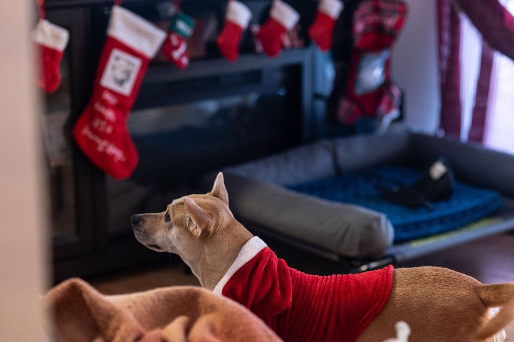 Brownie, Adoptable, Young Female Labrador Retriever & Carolina Dog.