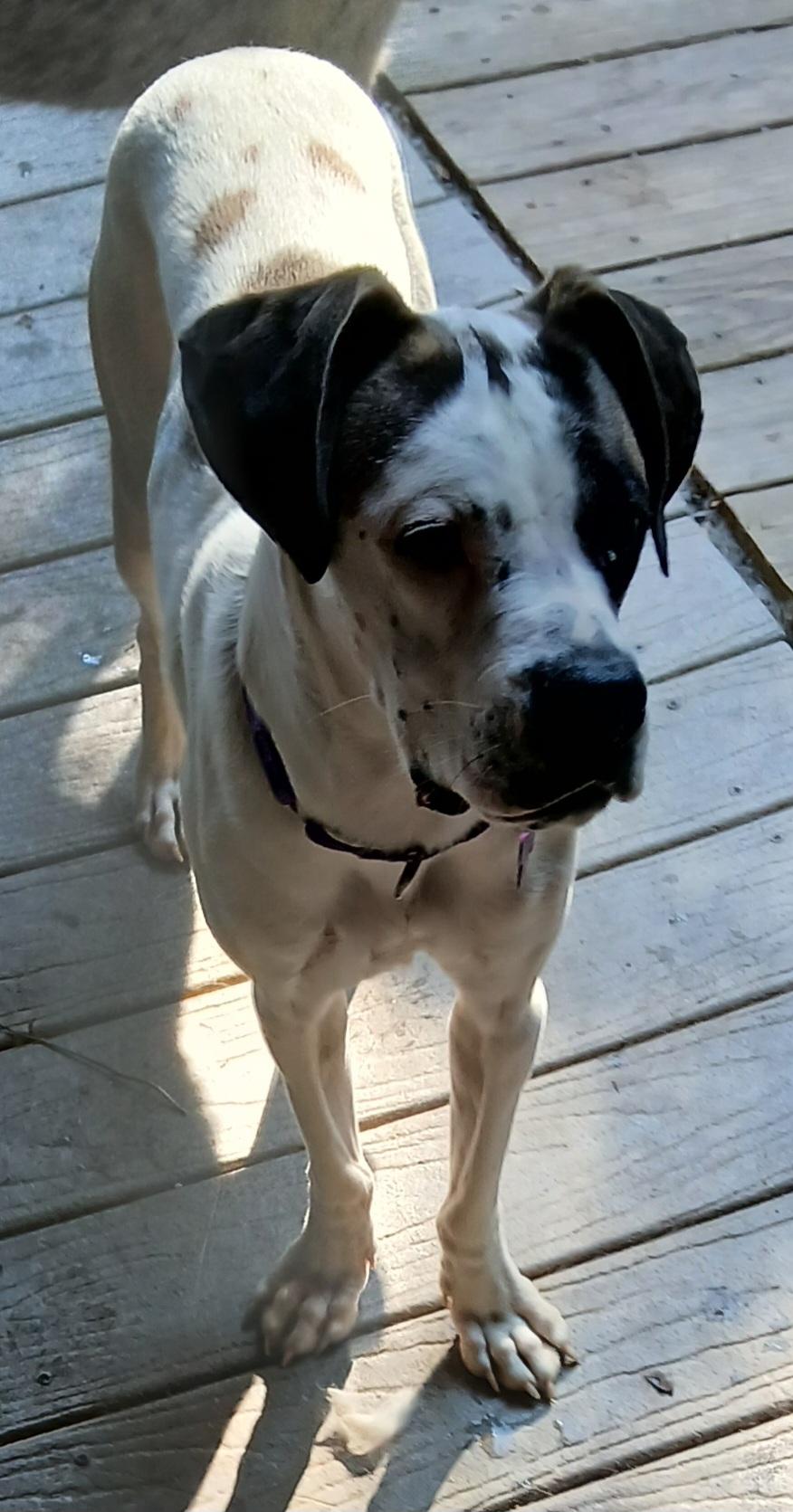 Enlarge Sunshine, a ADOPTABLE mixed breed in Gardiner, NY image 2/2