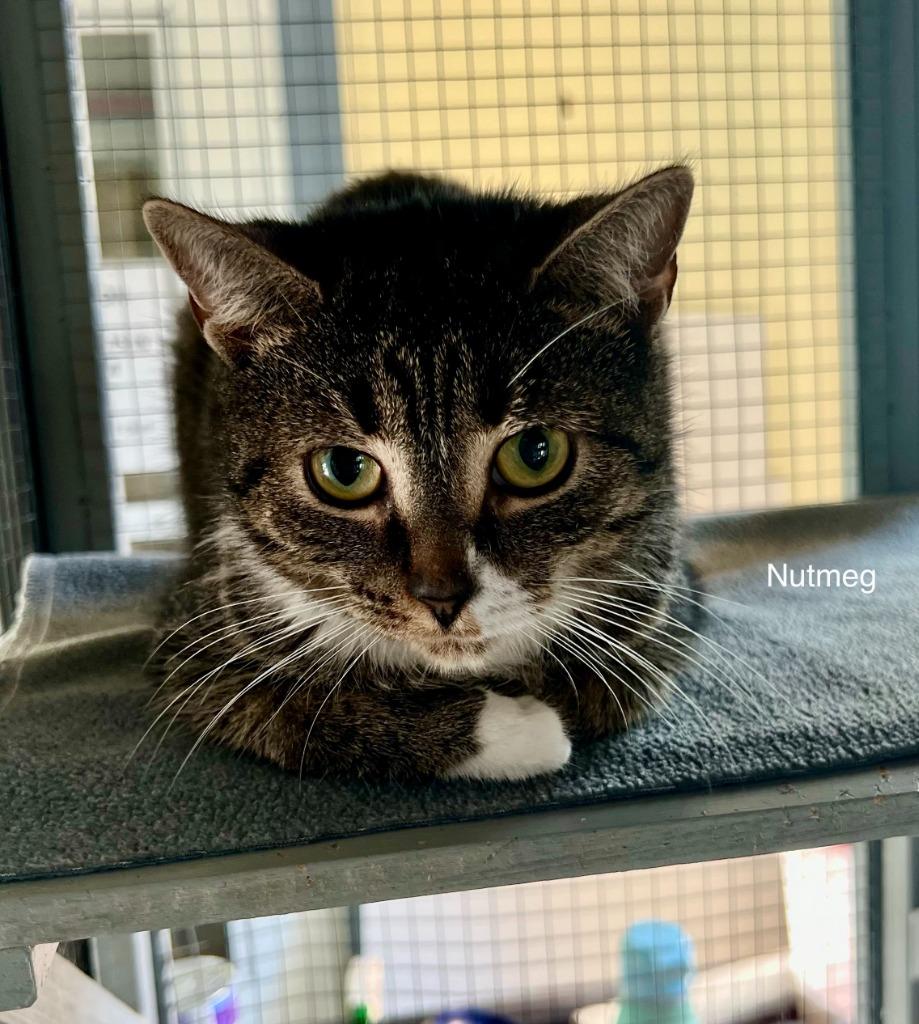 Enlarge 2024-176-Nutmeg Tabby, a Adoptable mixed breed in Windsor, CT image 1/2