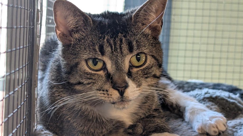 Free-176-Nutmeg Tabby, Adoptable, Adult Female Domestic Short Hair.