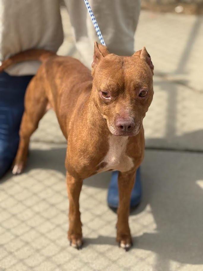 Kathy, Adoptable, Young Female Pit Bull Terrier.