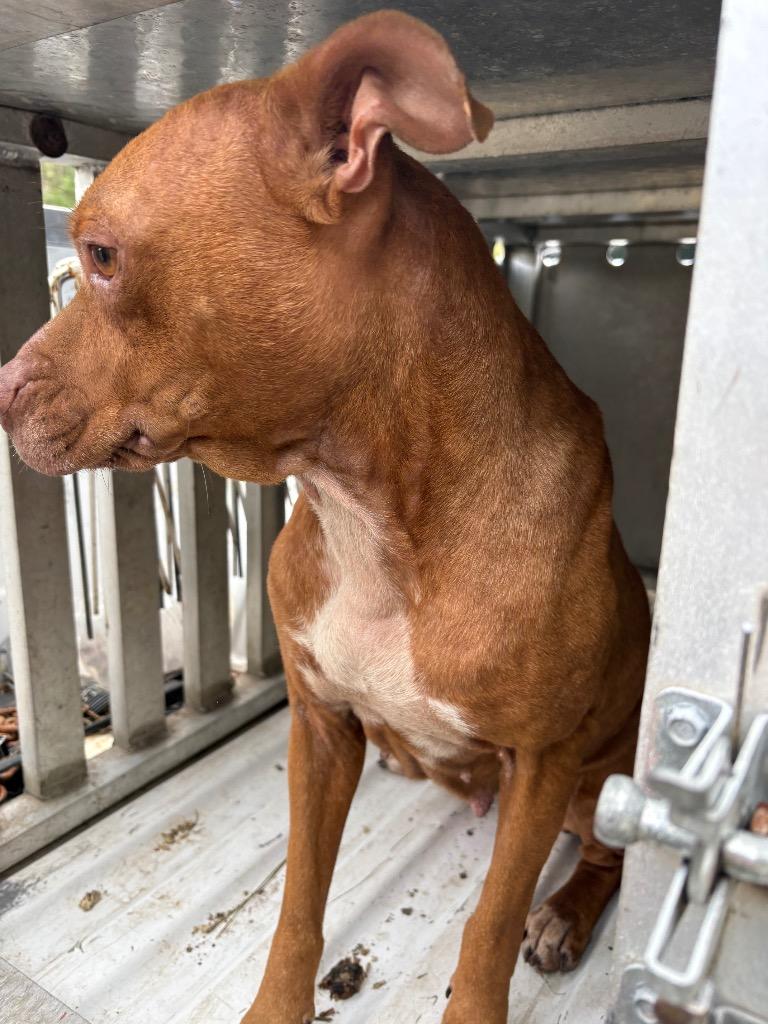 Kathy, a Adoptable Pit Bull Terrier in Effingham, SC image 2/3