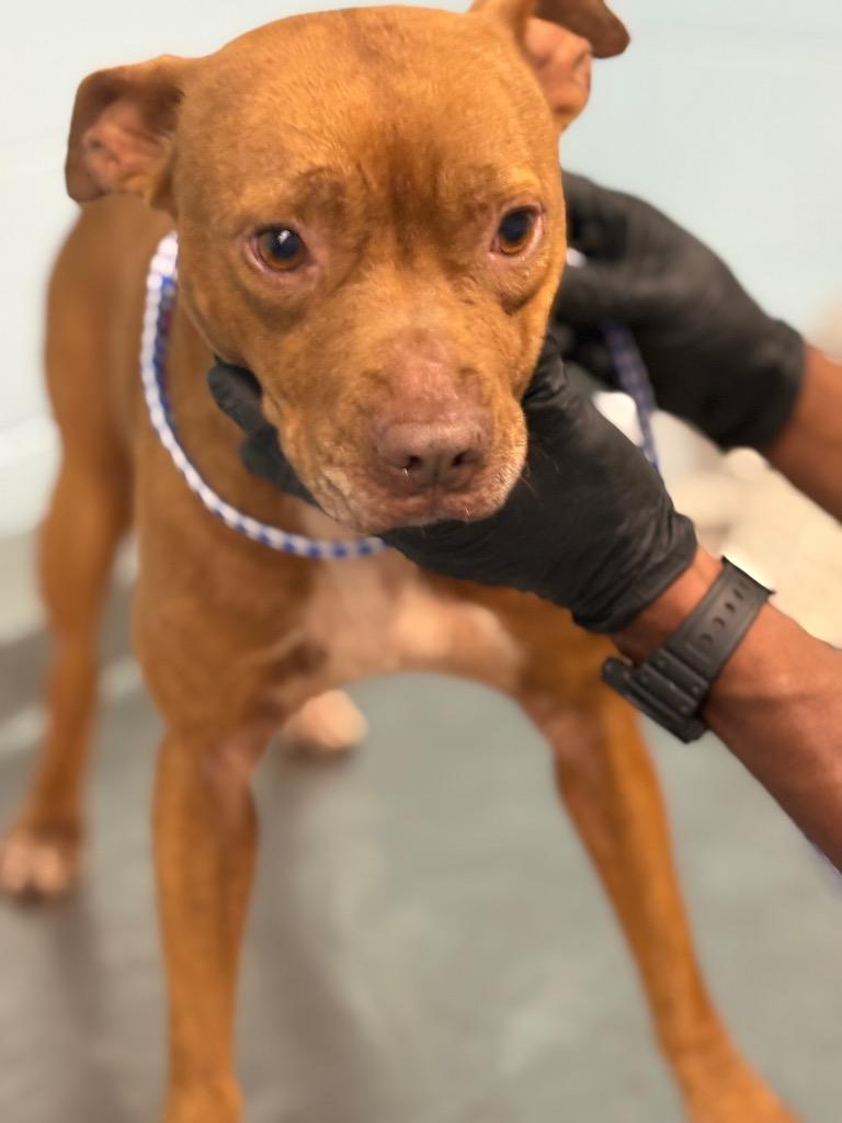 Kathy, a Adoptable Pit Bull Terrier in Effingham, SC image 3/3