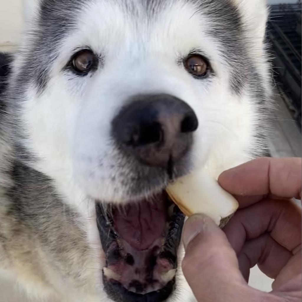 Bella, a Adoptable Siberian Husky in Pahrump, NV image 1/3