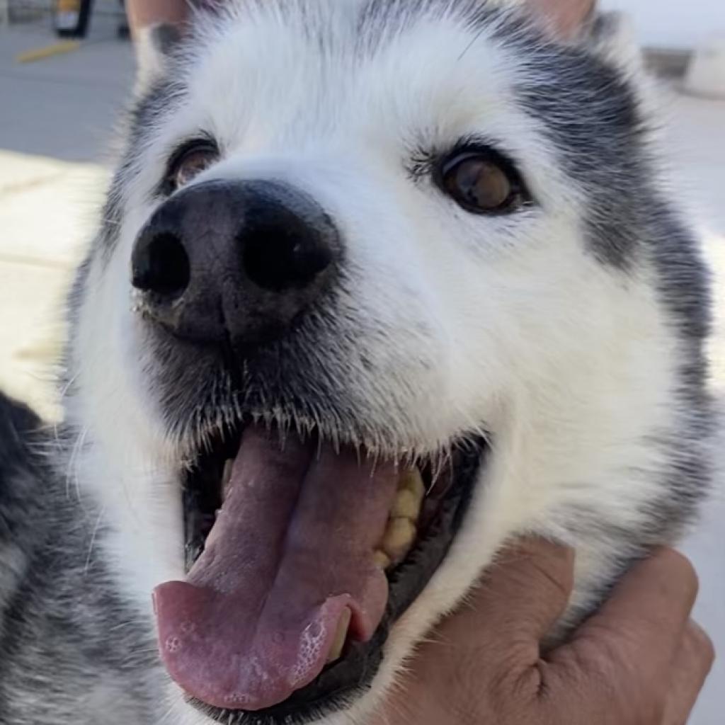 Bella, a Adoptable Siberian Husky in Pahrump, NV image 2/3