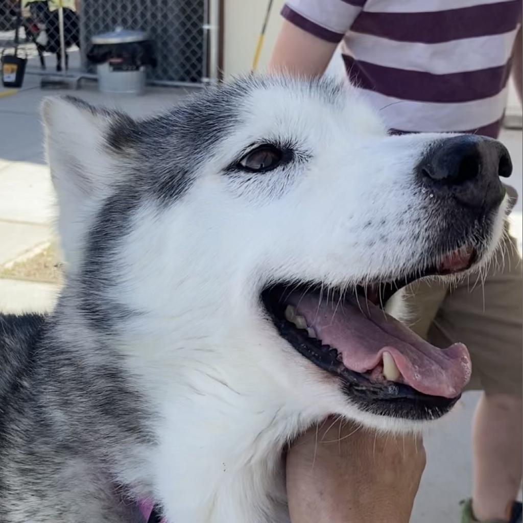 Bella, a Adoptable Siberian Husky in Pahrump, NV image 3/3