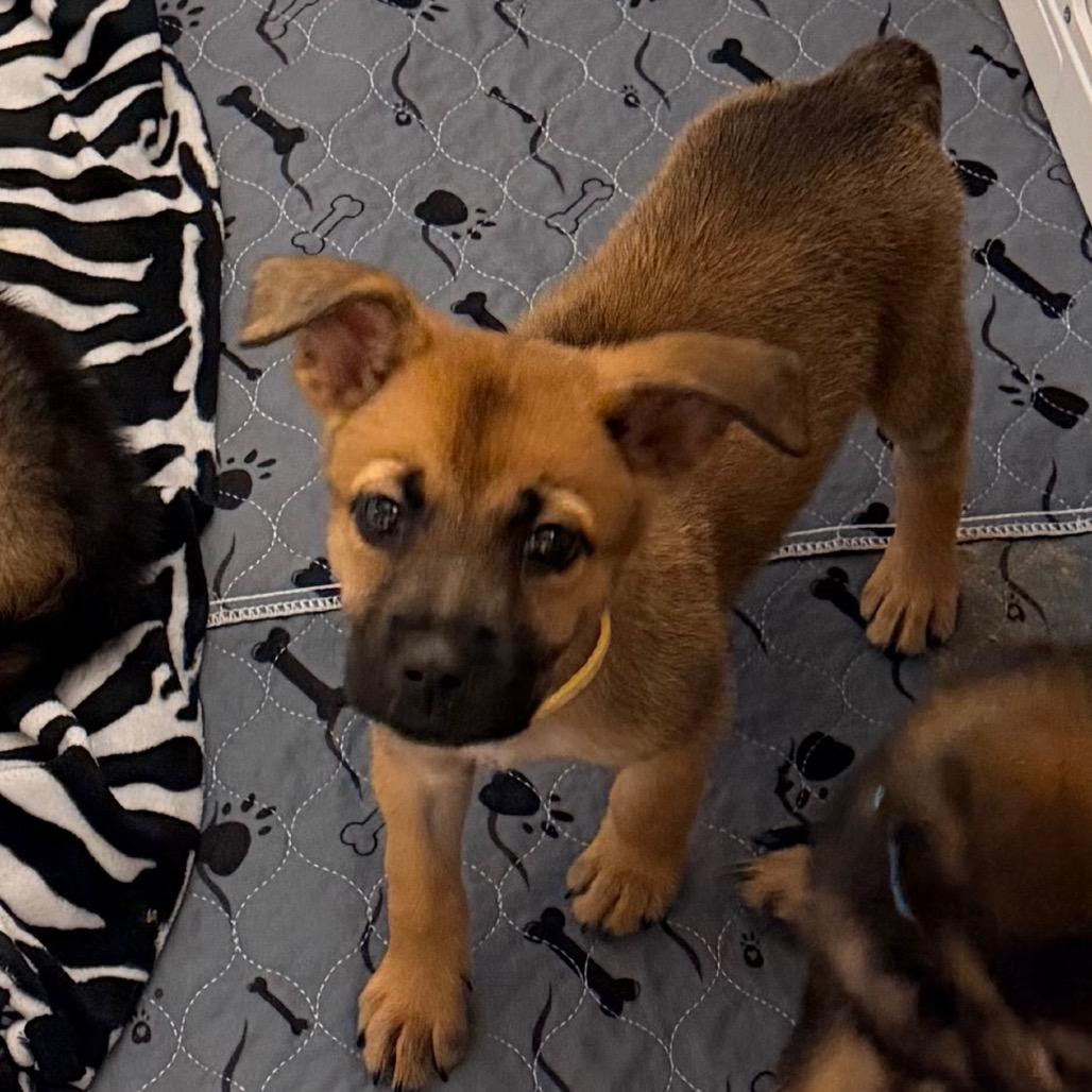 Rey, Adoptable, Puppy Female Shepherd.