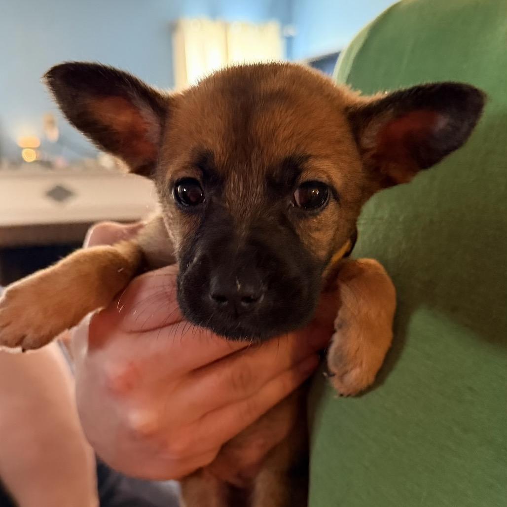 Enlarge Rey, a Adoptable Shepherd in Saint John, IN image 2/5