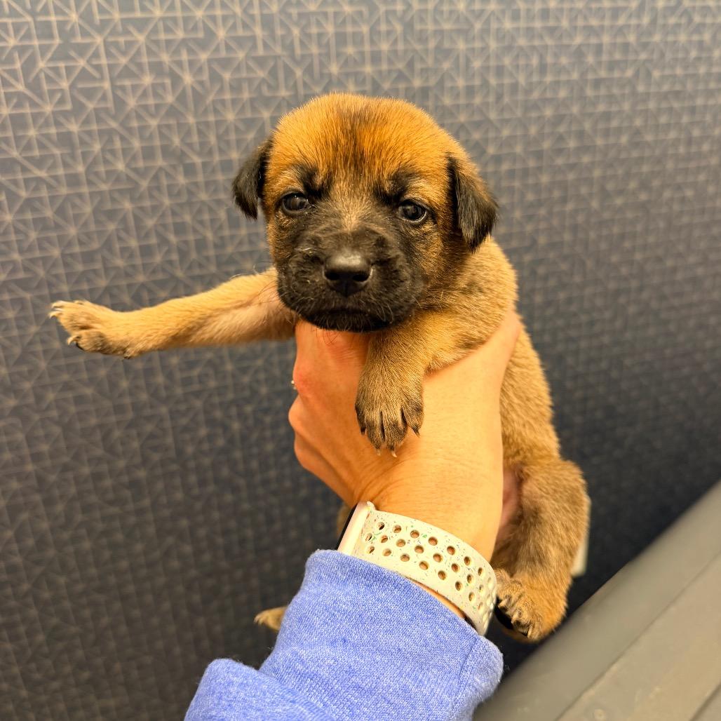 Enlarge Rey, a Adoptable Shepherd in Saint John, IN image 3/5