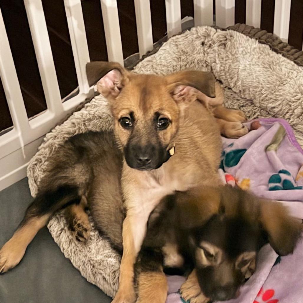 Enlarge Rey, a Adoptable Shepherd in Saint John, IN image 4/5