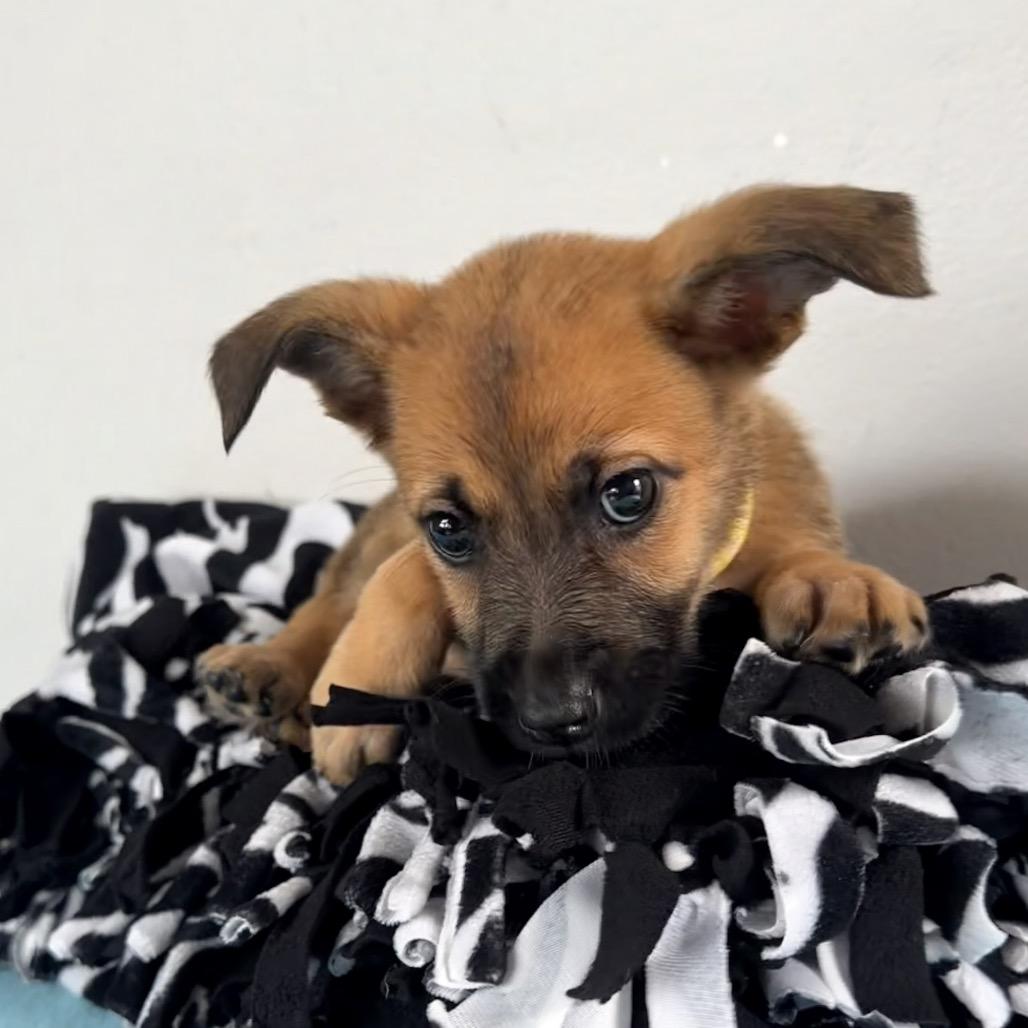 Enlarge Rey, a Adoptable Shepherd in Saint John, IN image 5/5