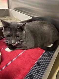 Ansel, Adoptable, Young Male Domestic Short Hair.