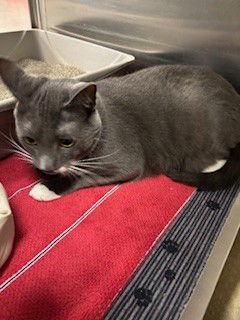 Enlarge Ansel, a Adopted Domestic Short Hair in Fayetteville, GA image 2/3