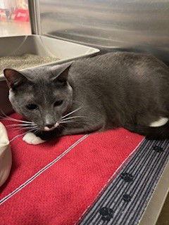 Enlarge Ansel, a Adopted Domestic Short Hair in Fayetteville, GA image 3/3