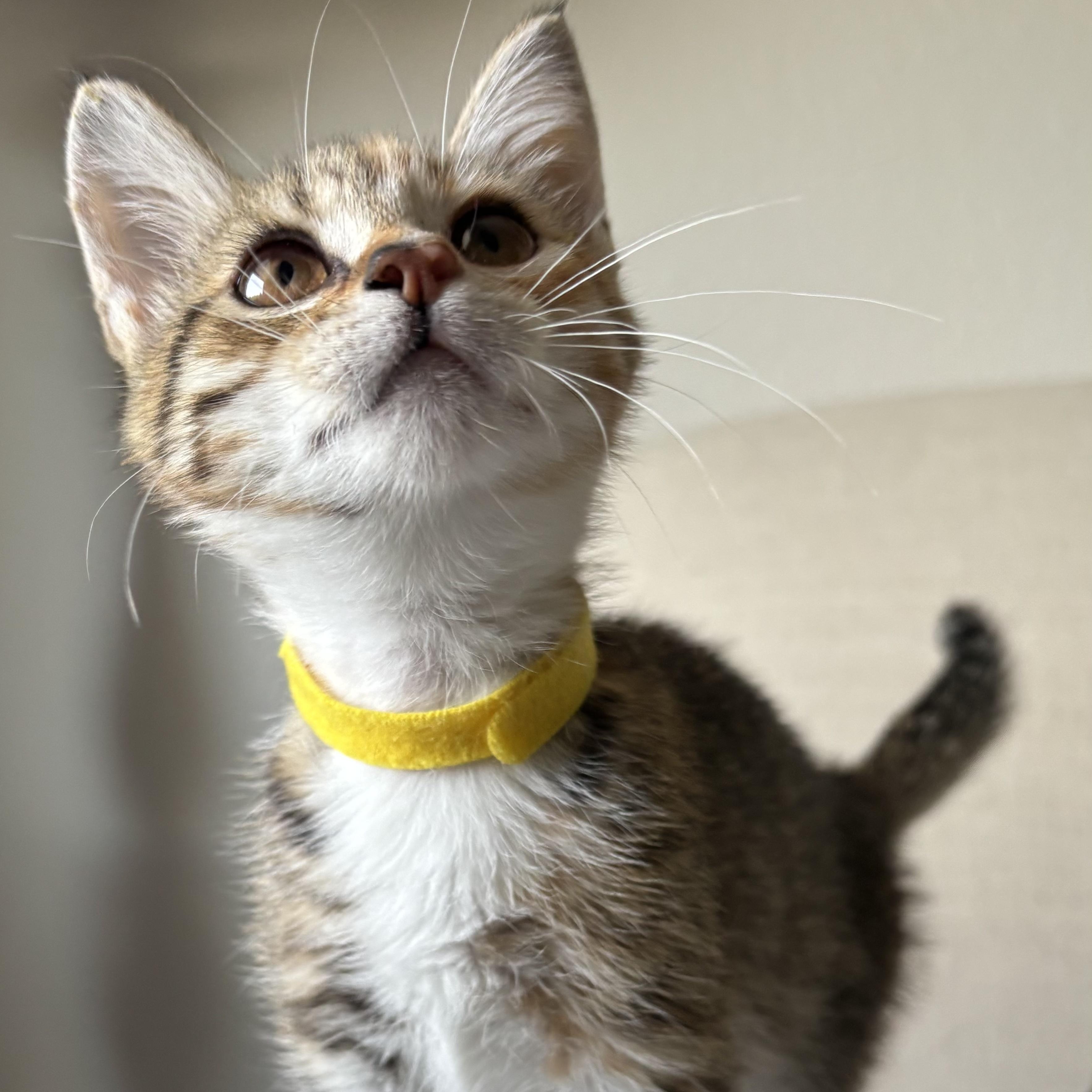 Enlarge Post Oak, a ADOPTABLE Domestic Short Hair in Bryan, TX image 4/6