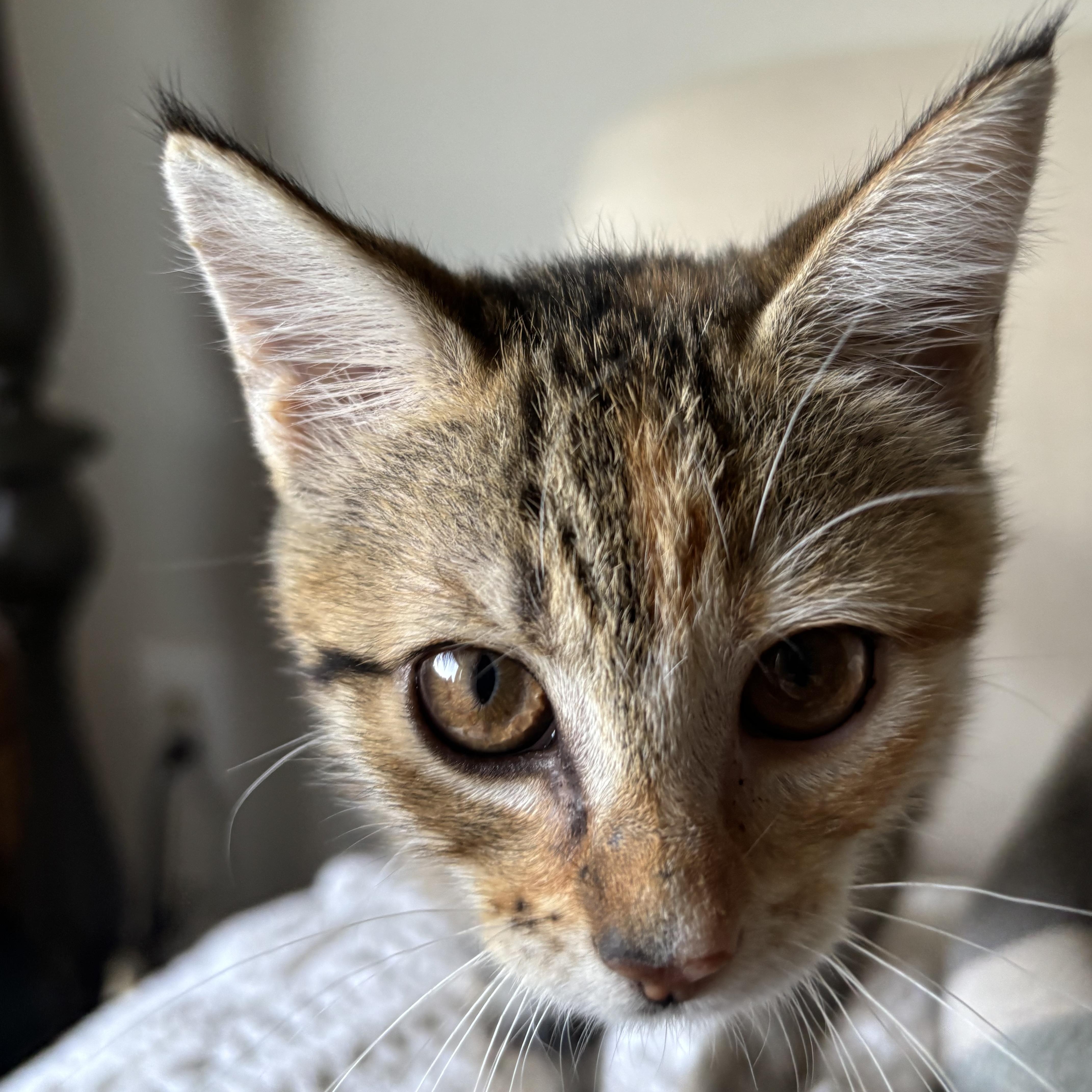 Enlarge Post Oak, a ADOPTABLE Domestic Short Hair in Bryan, TX image 5/6
