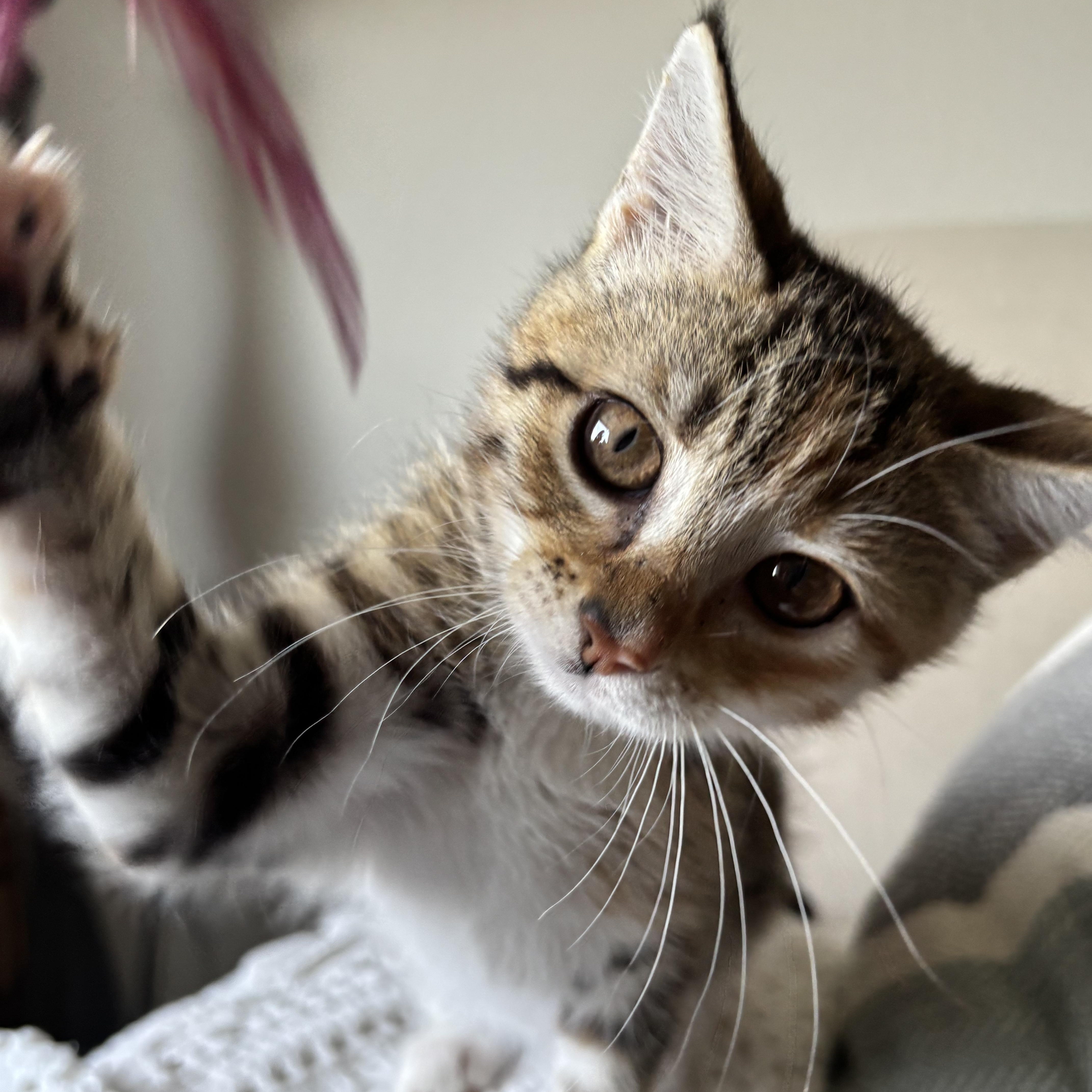 Enlarge Post Oak, a ADOPTABLE Domestic Short Hair in Bryan, TX image 2/6