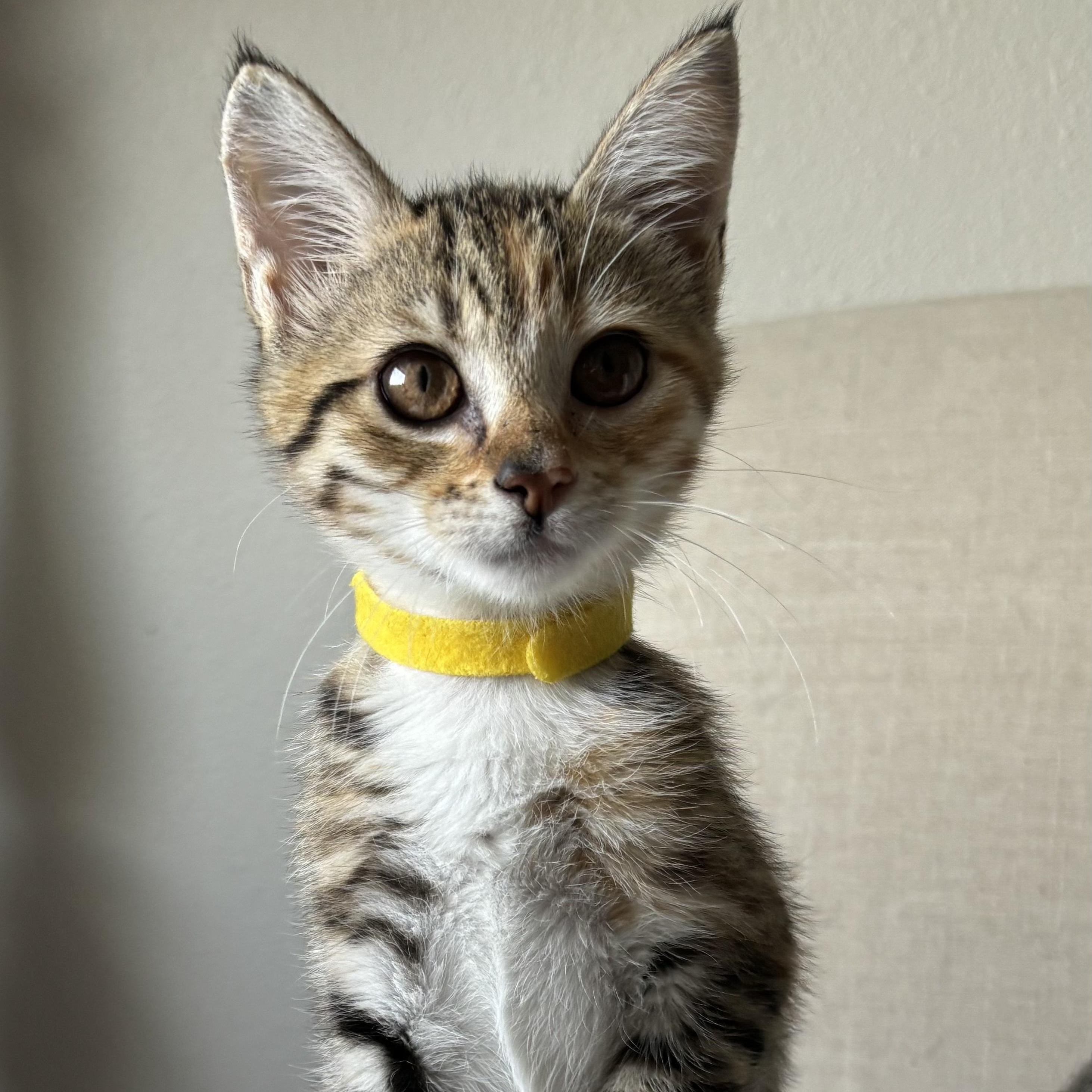 Post Oak, ADOPTABLE, Kitten Female Domestic Short Hair.